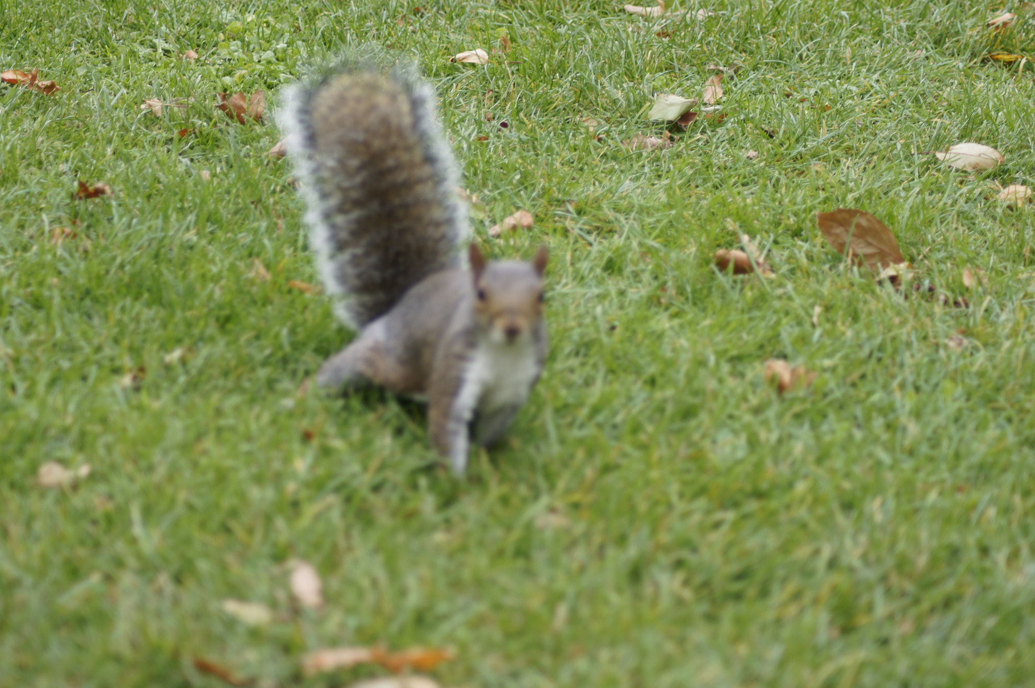 Sony Alpha DSLR-A450 + Tamron AF 70-300mm F4-5.6 Di LD Macro sample photo. Squirrel life photography