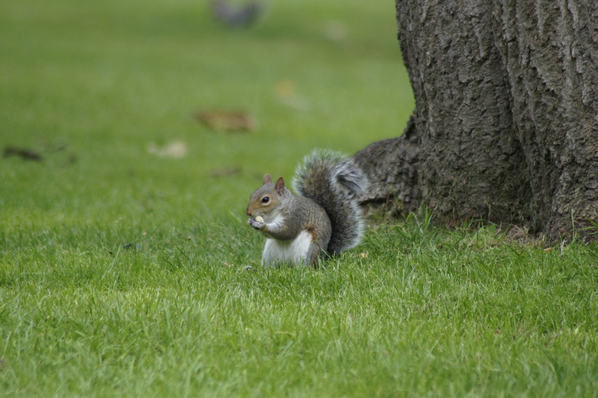 Sony Alpha DSLR-A450 sample photo. Squirrel life photography
