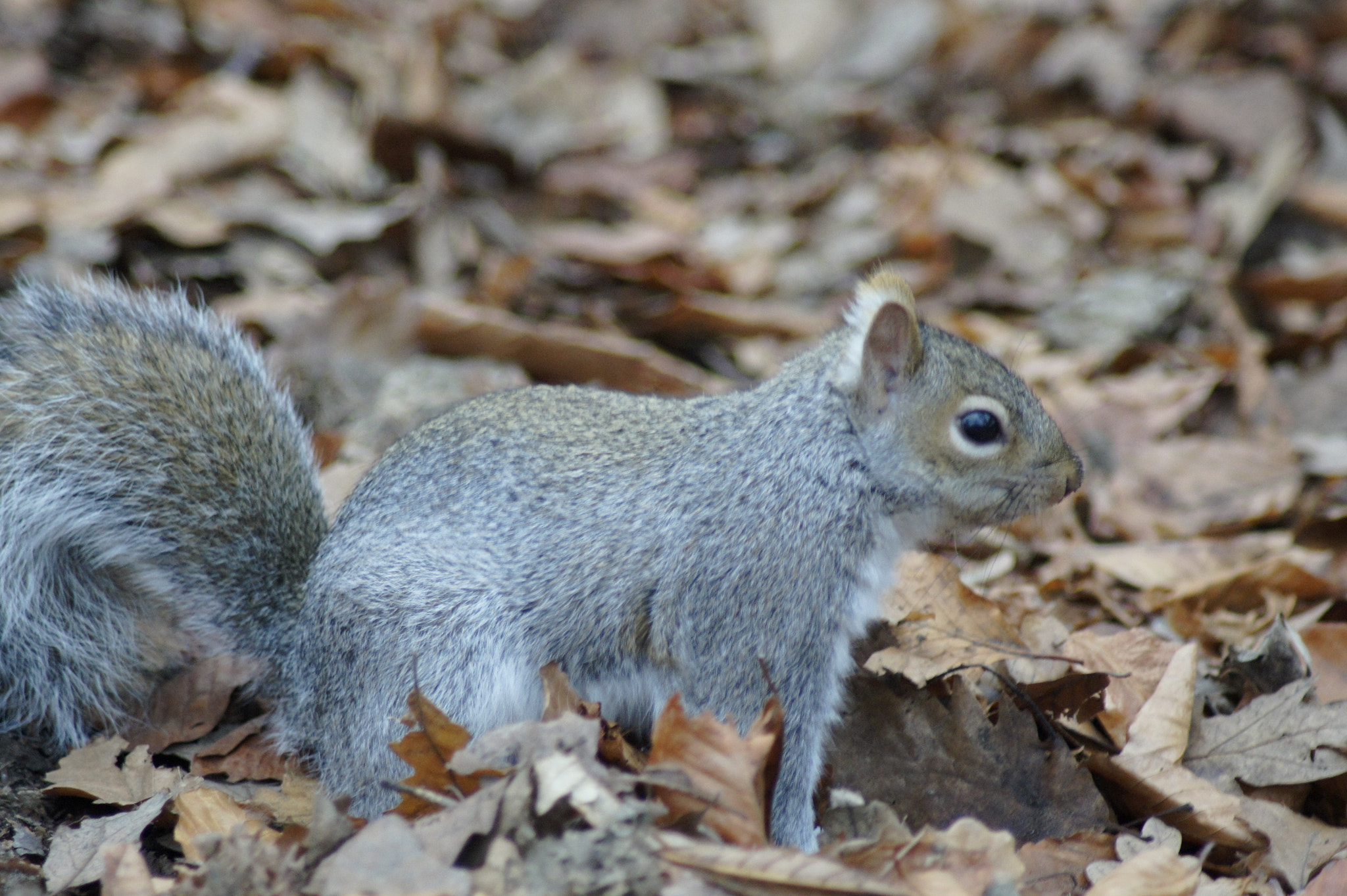 Sony Alpha DSLR-A450 + Tamron AF 70-300mm F4-5.6 Di LD Macro sample photo. Squirrel life photography