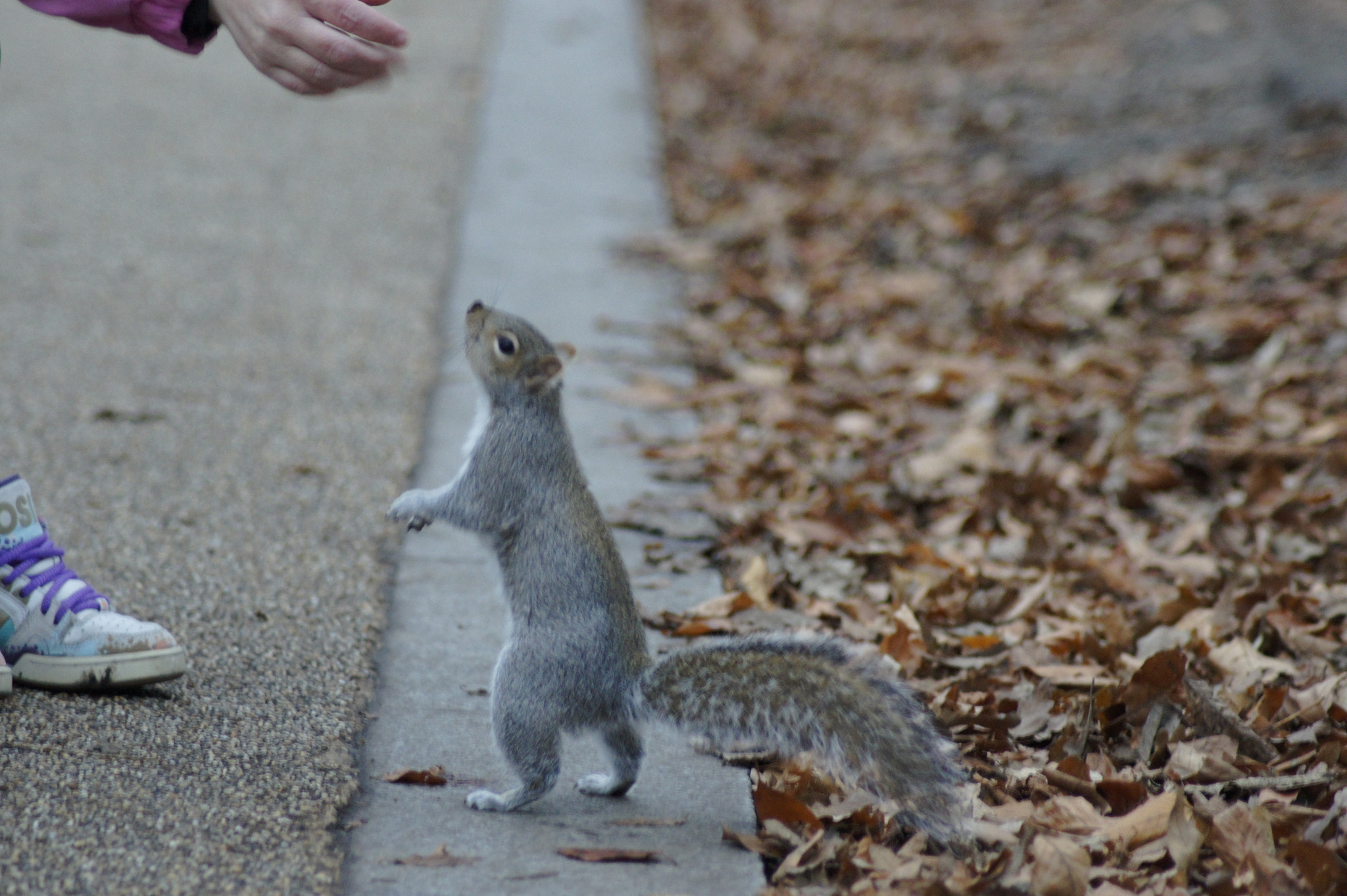 Sony Alpha DSLR-A450 + Tamron AF 70-300mm F4-5.6 Di LD Macro sample photo. Squirrel life photography