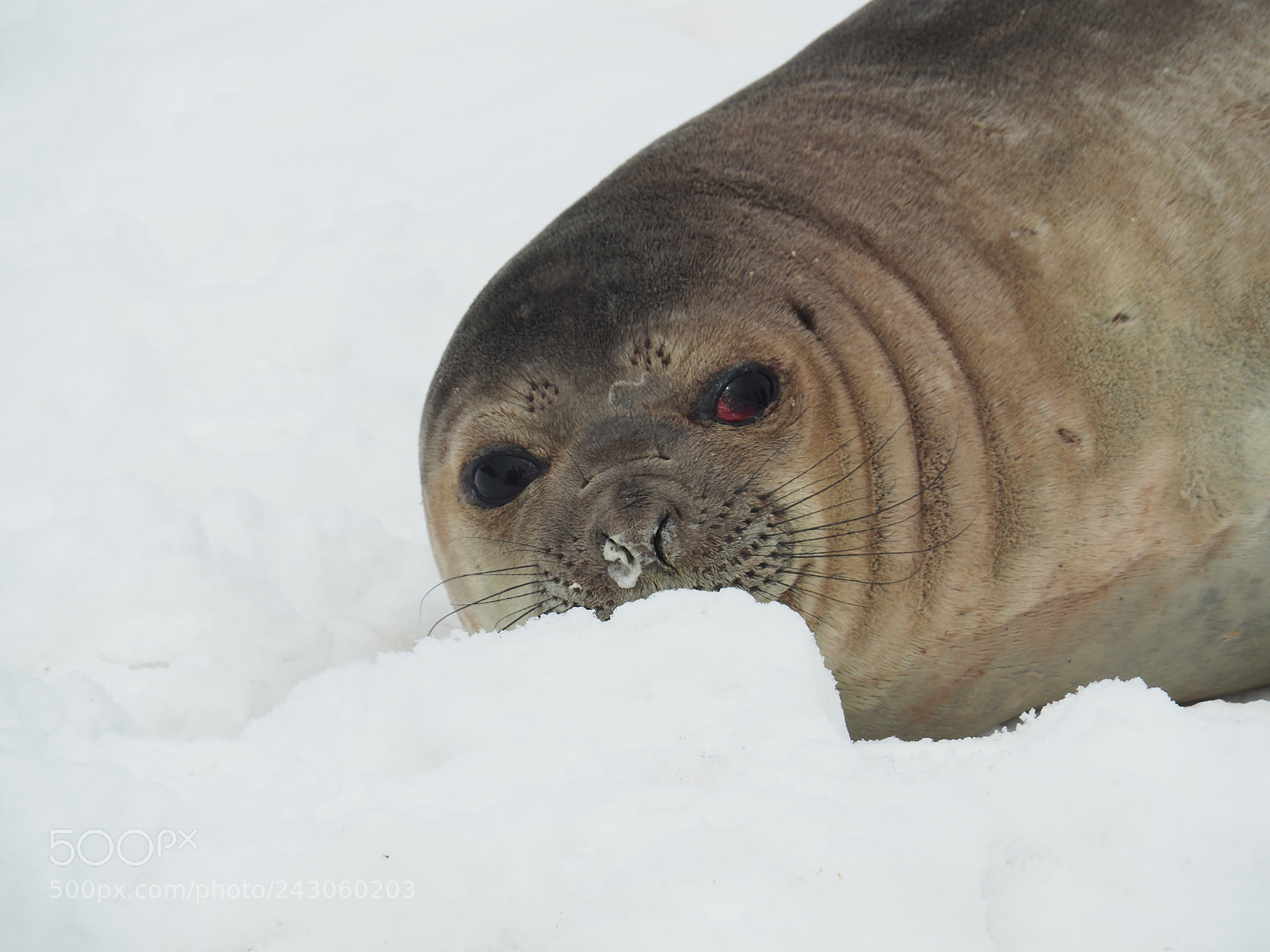 Olympus OM-D E-M5 II sample photo. Miss seal 2017 smiling photography