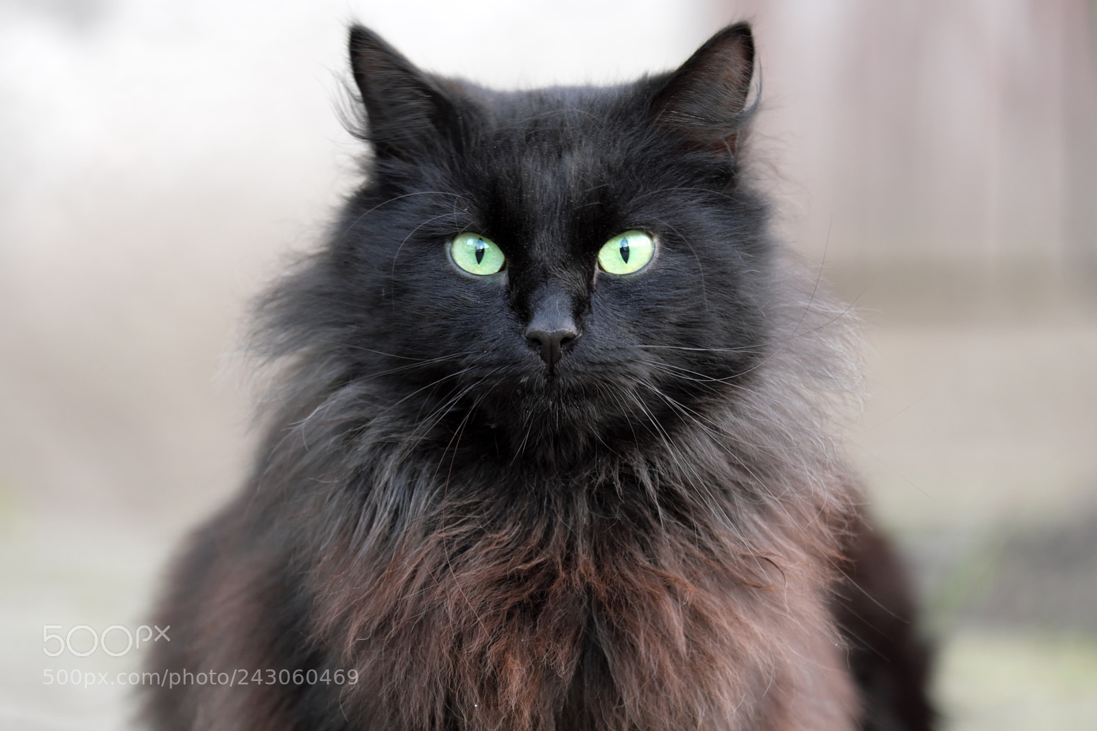 Fujifilm X-T20 sample photo. Black cat with green photography