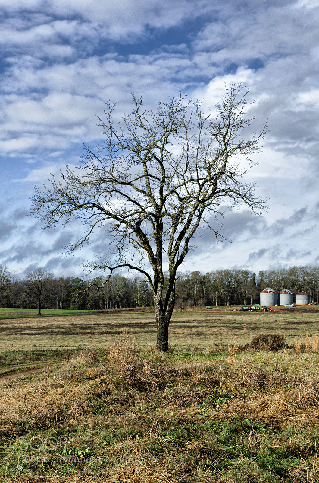 Pentax K-5 sample photo. Winter tree photography