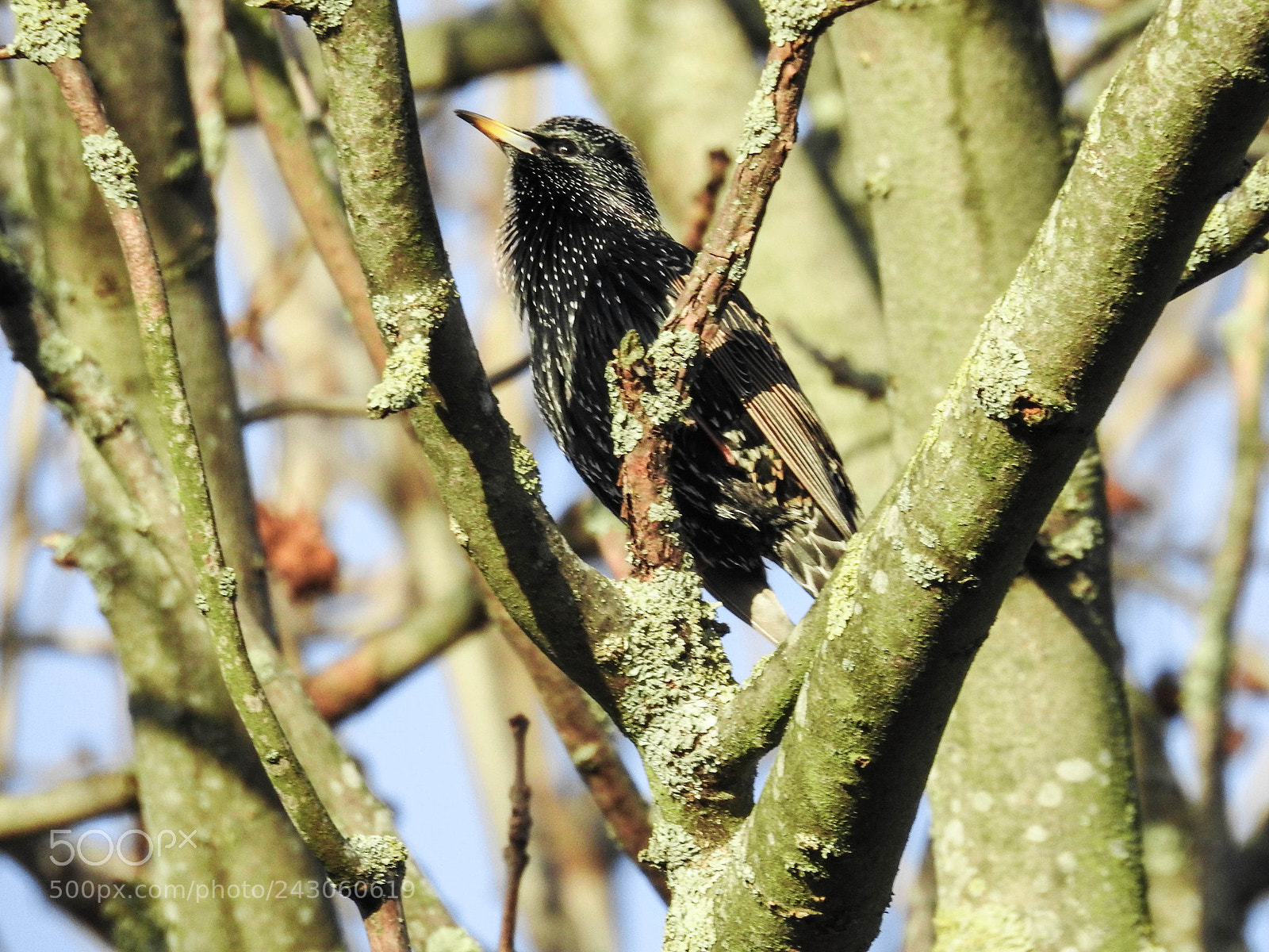 Nikon Coolpix P900 sample photo. Baby starling photography