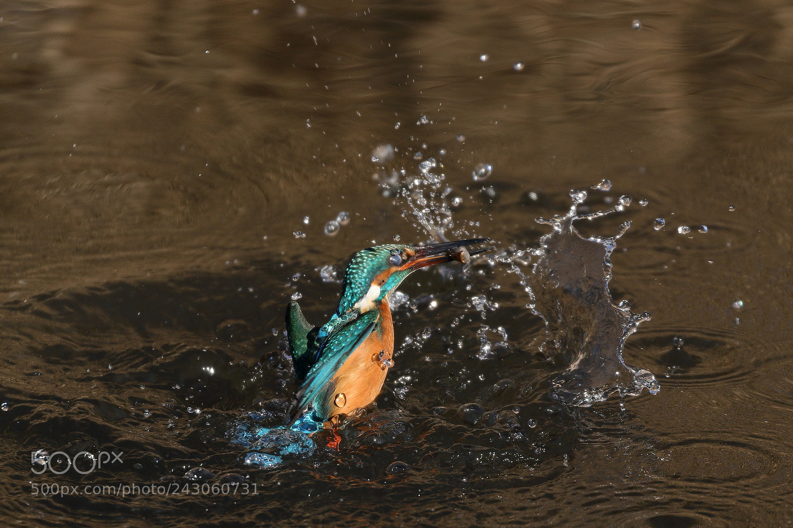 Canon EOS 7D Mark II sample photo. Kingfisher caught fish 8123 photography