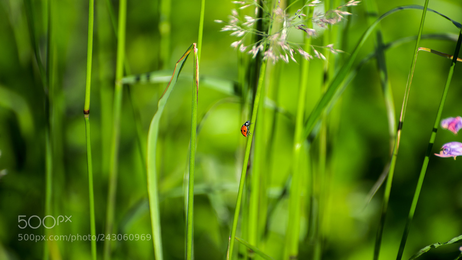 Nikon D810 sample photo. Ladybug photography