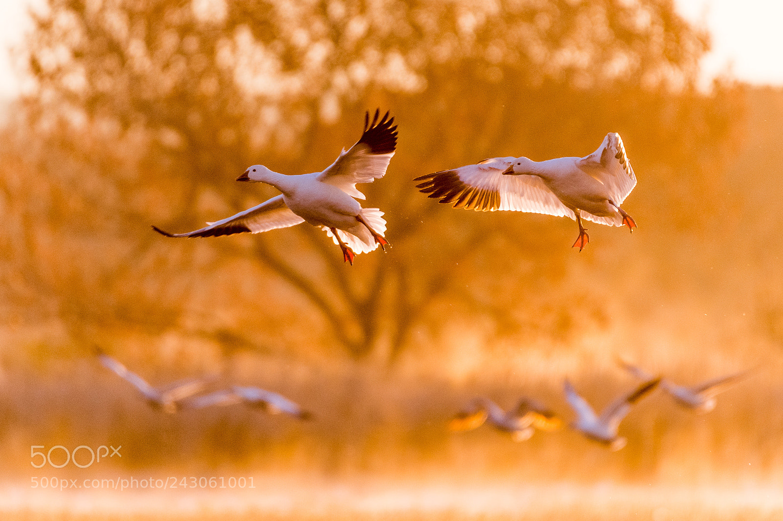 Nikon D500 sample photo. Snow geese in the photography