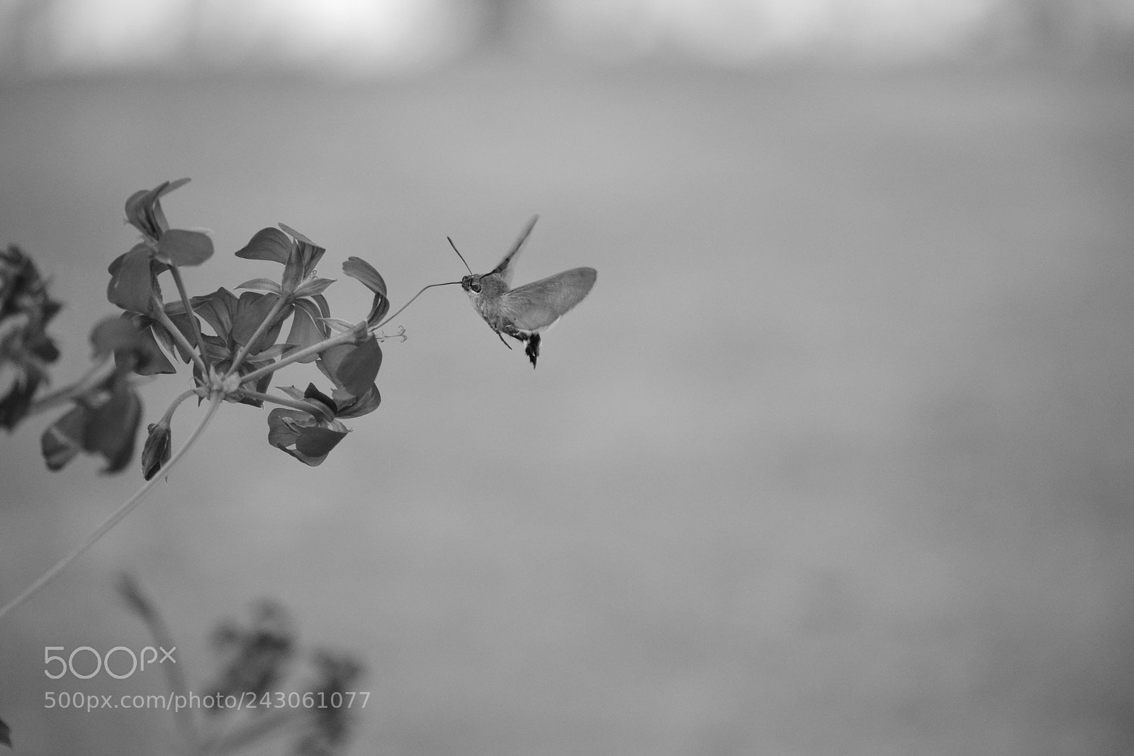 Nikon D3100 sample photo. Spring moment. photography