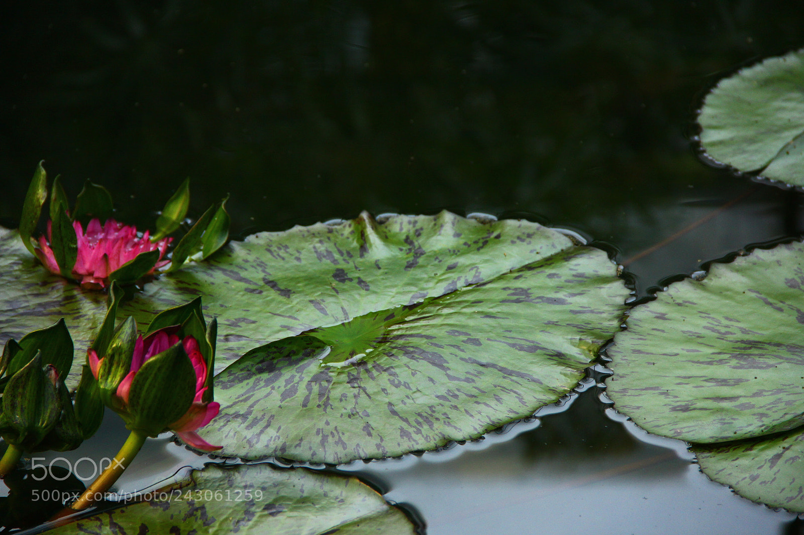 Canon EF-S 18-135mm F3.5-5.6 IS sample photo. Img photography
