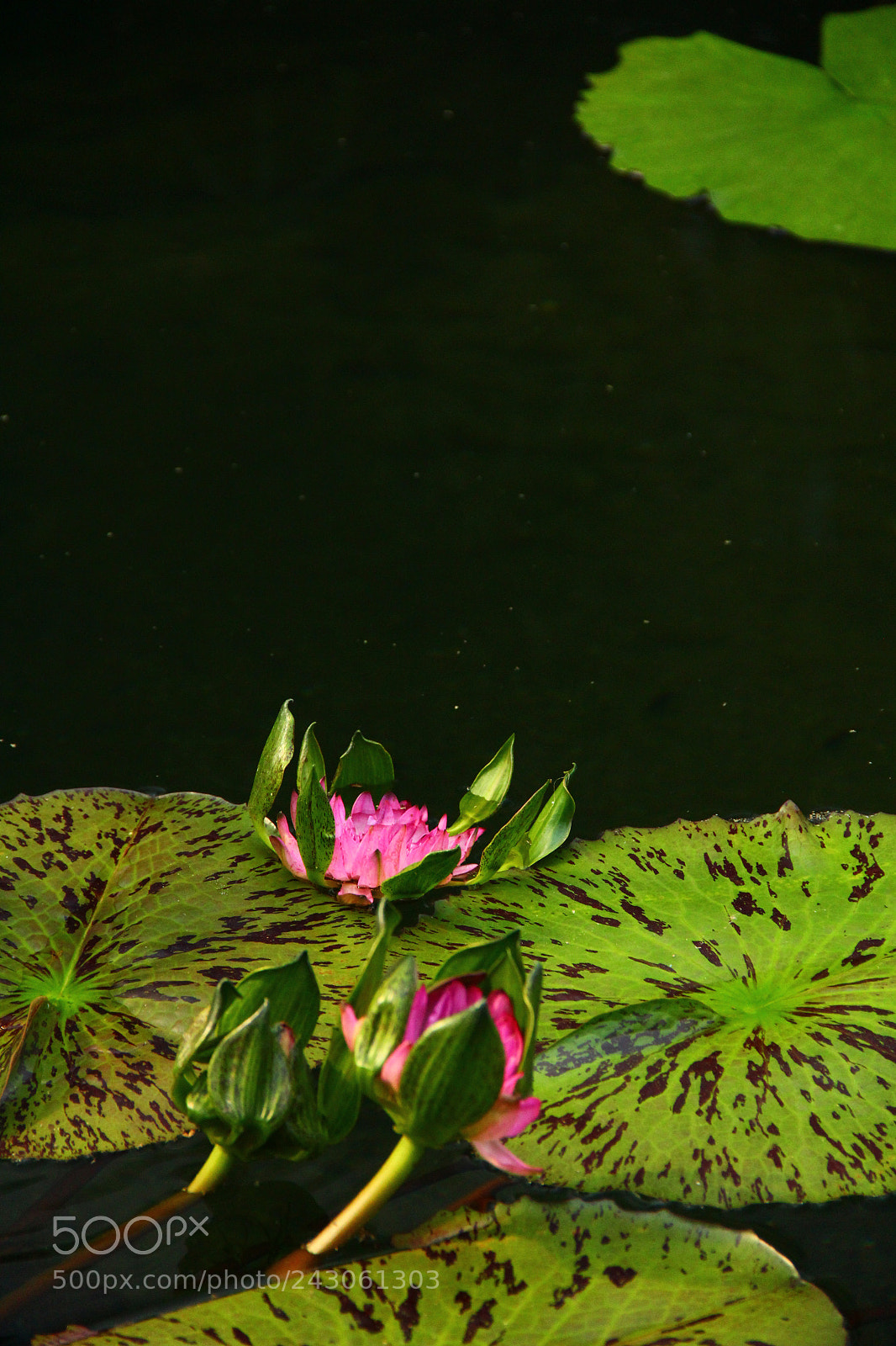 Canon EOS 60D sample photo. Img photography