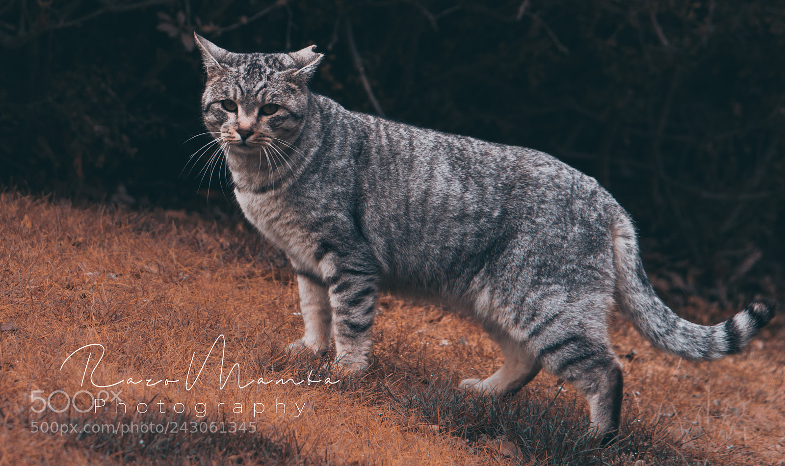 Canon EOS 7D Mark II sample photo. Untitled photography