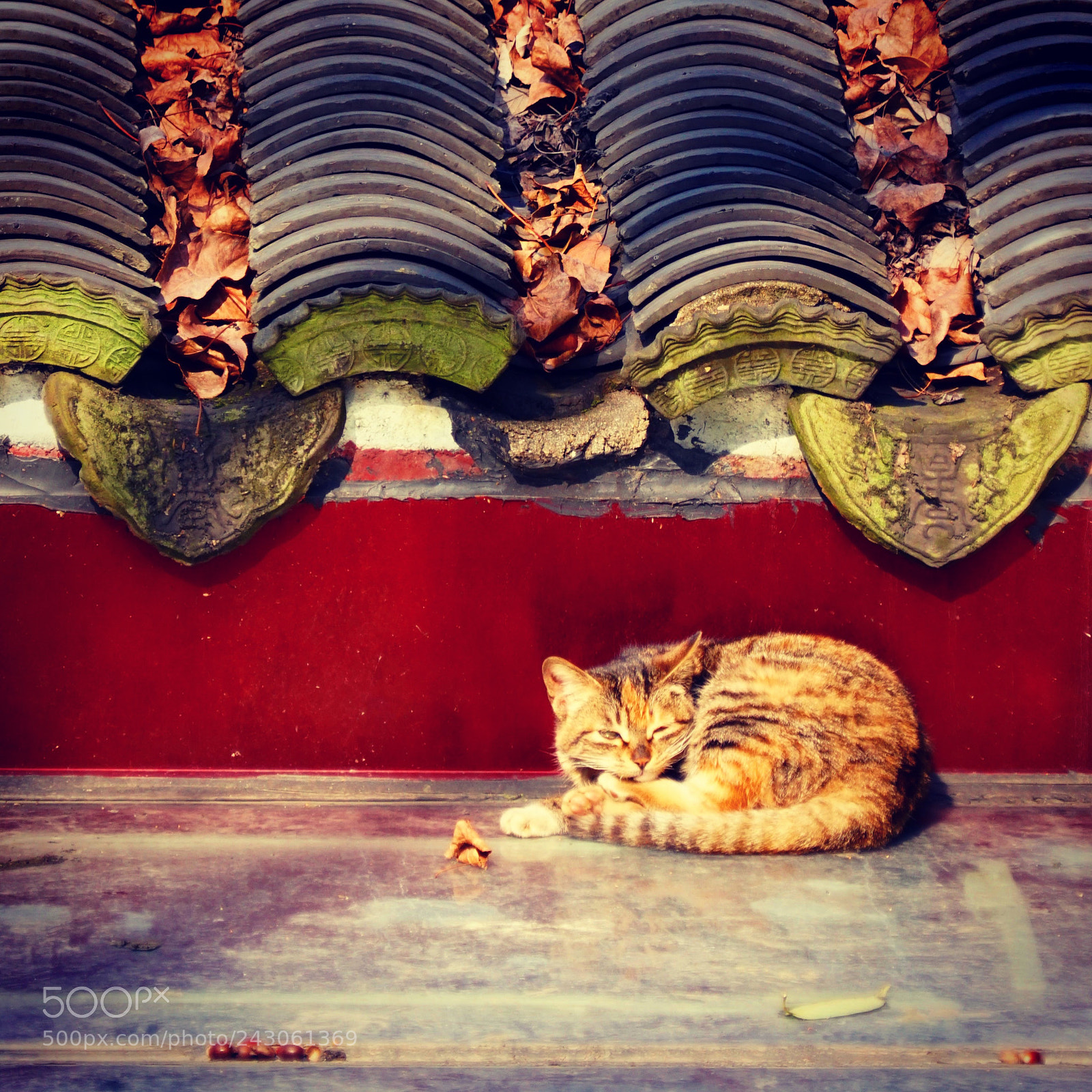 Sony a6500 sample photo. Snappy cat photography