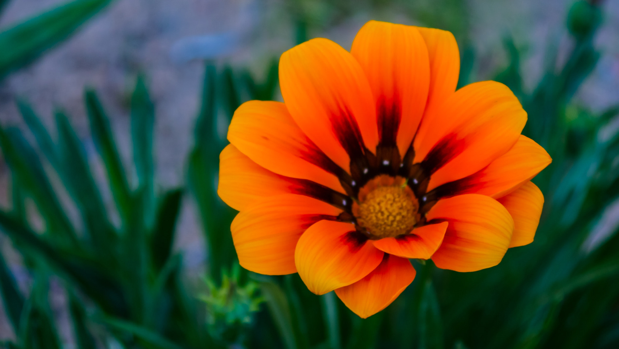 Panasonic Lumix DMC-GF3 sample photo. Hot flower photography