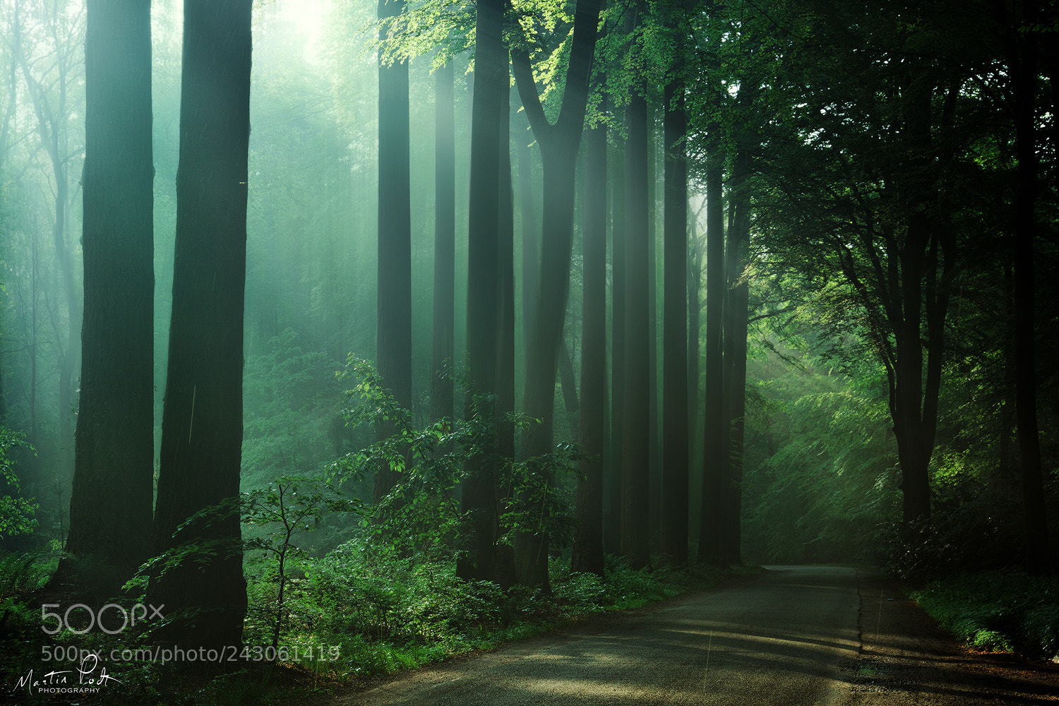 Sony a5100 sample photo. Rain forest photography