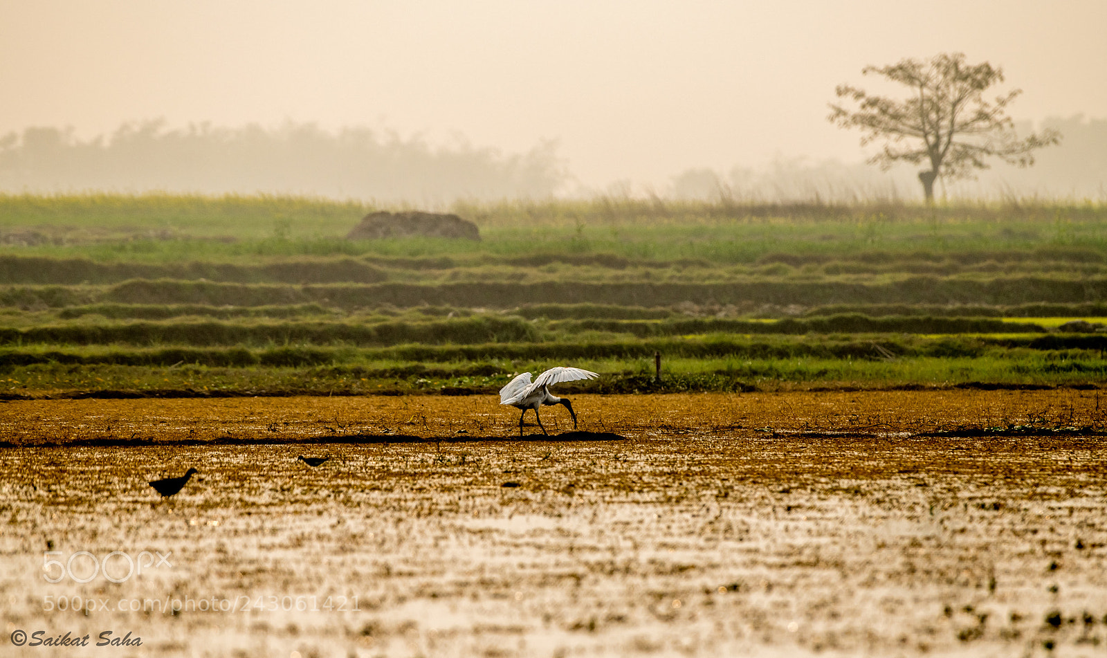 Nikon D850 sample photo. Black-headed ibis photography