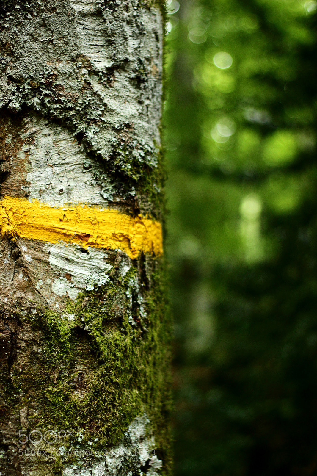 Canon EOS 600D (Rebel EOS T3i / EOS Kiss X5) + Canon EF 50mm F1.8 II sample photo. Yellow line photography