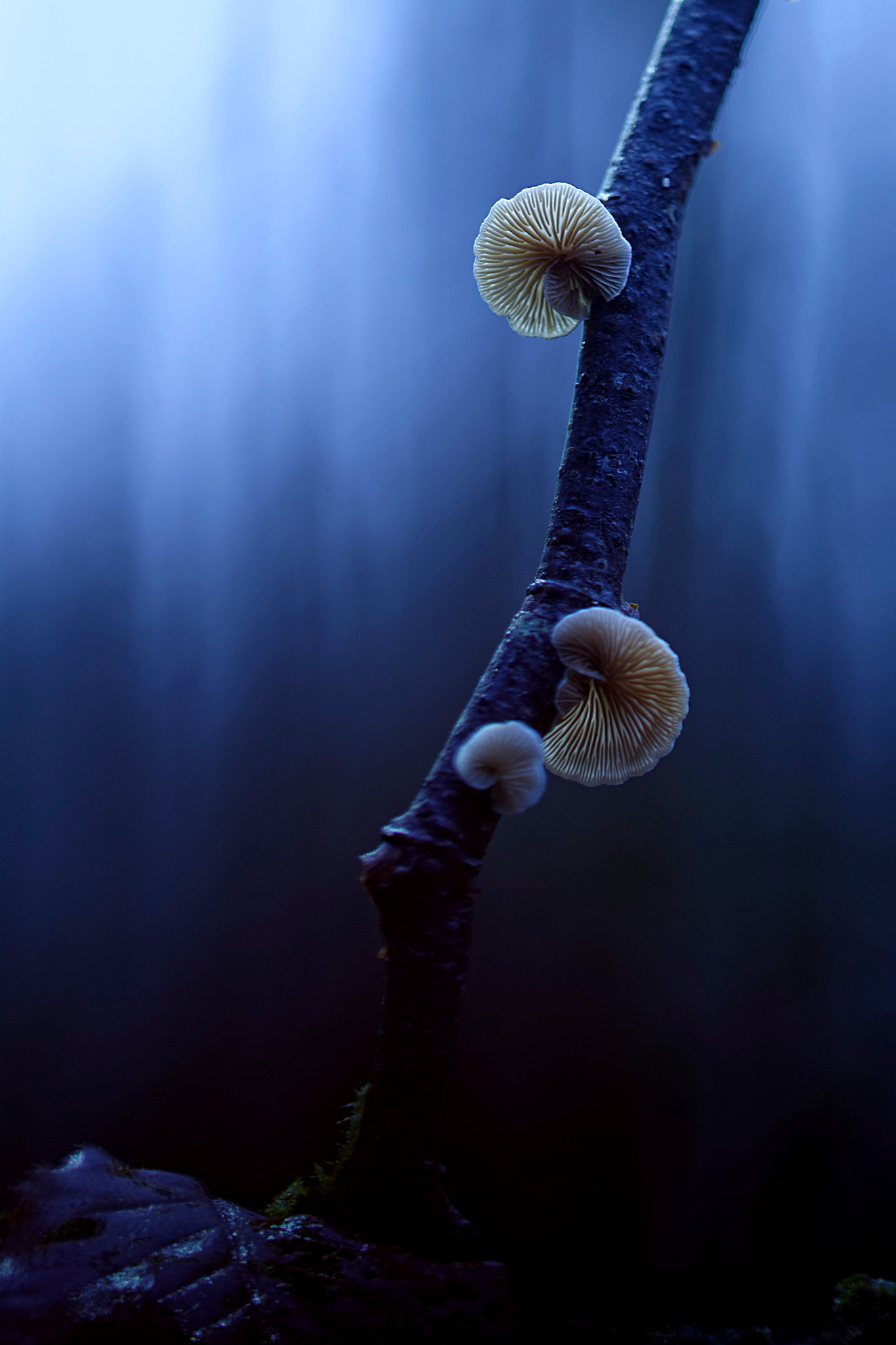 Sigma 105mm F2.8 EX DG OS HSM sample photo. Lost in a forest photography