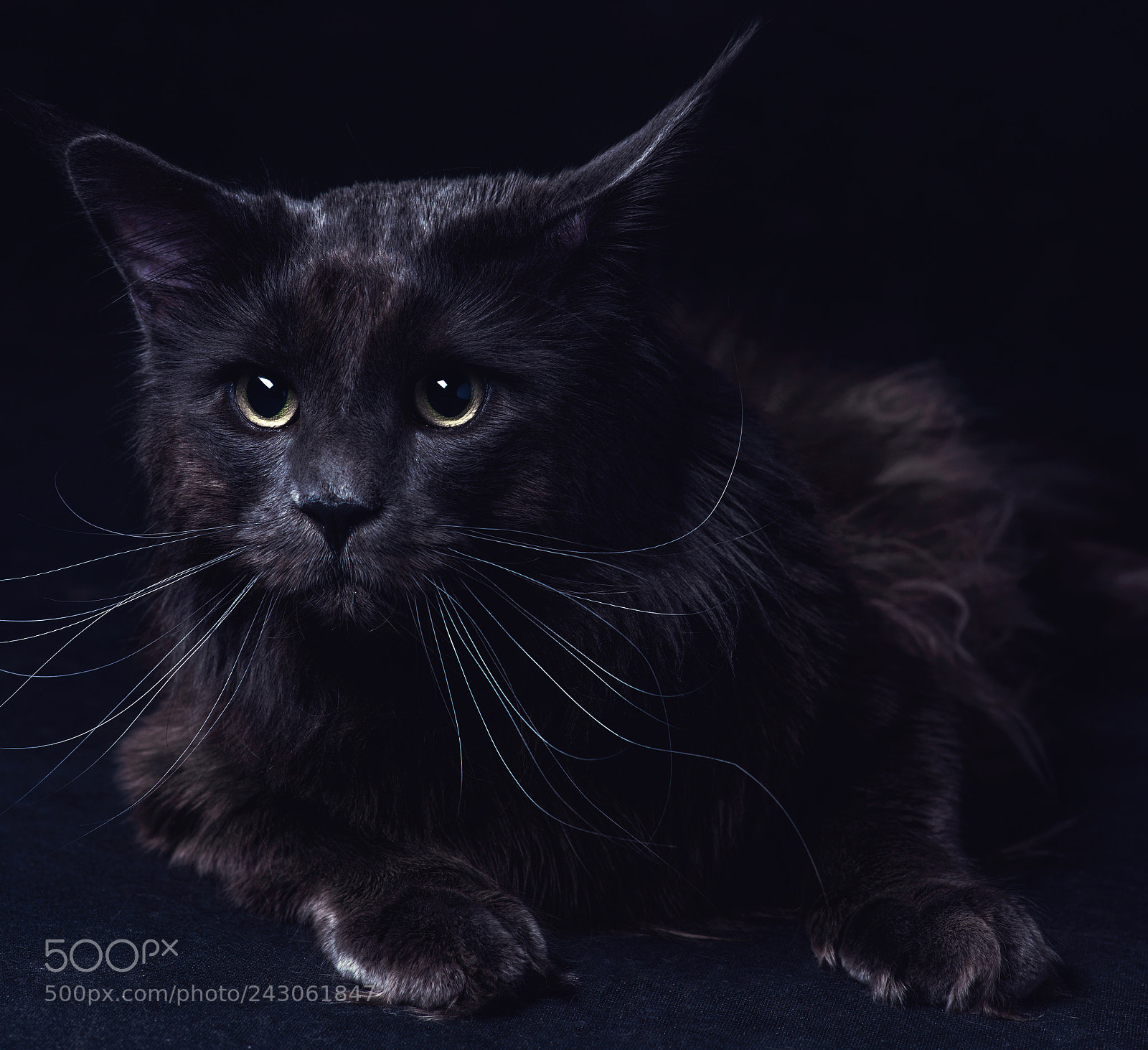 Nikon D800 sample photo. Cat makoun on a photography