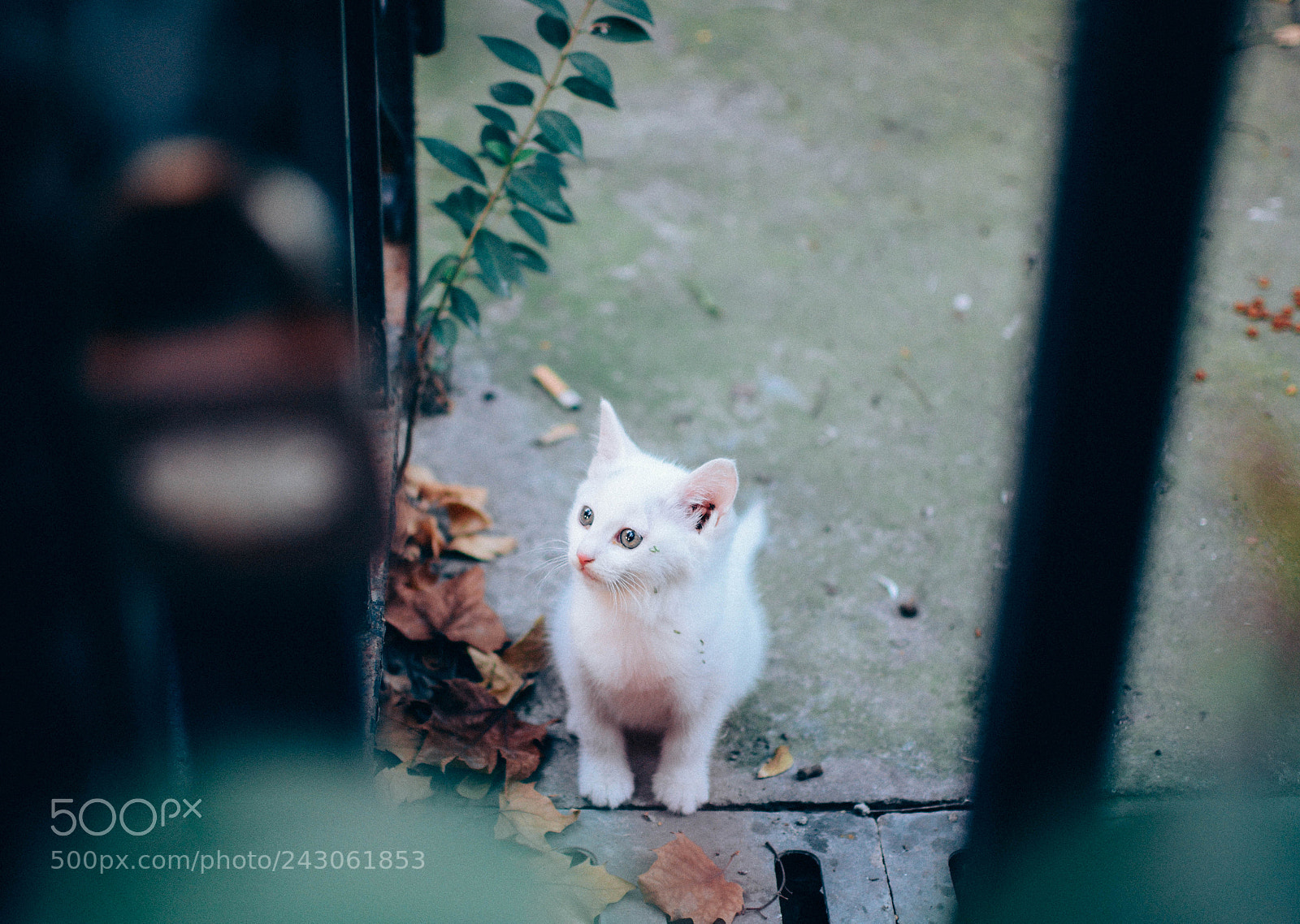 Nikon D7100 sample photo. 孤独的猫 photography