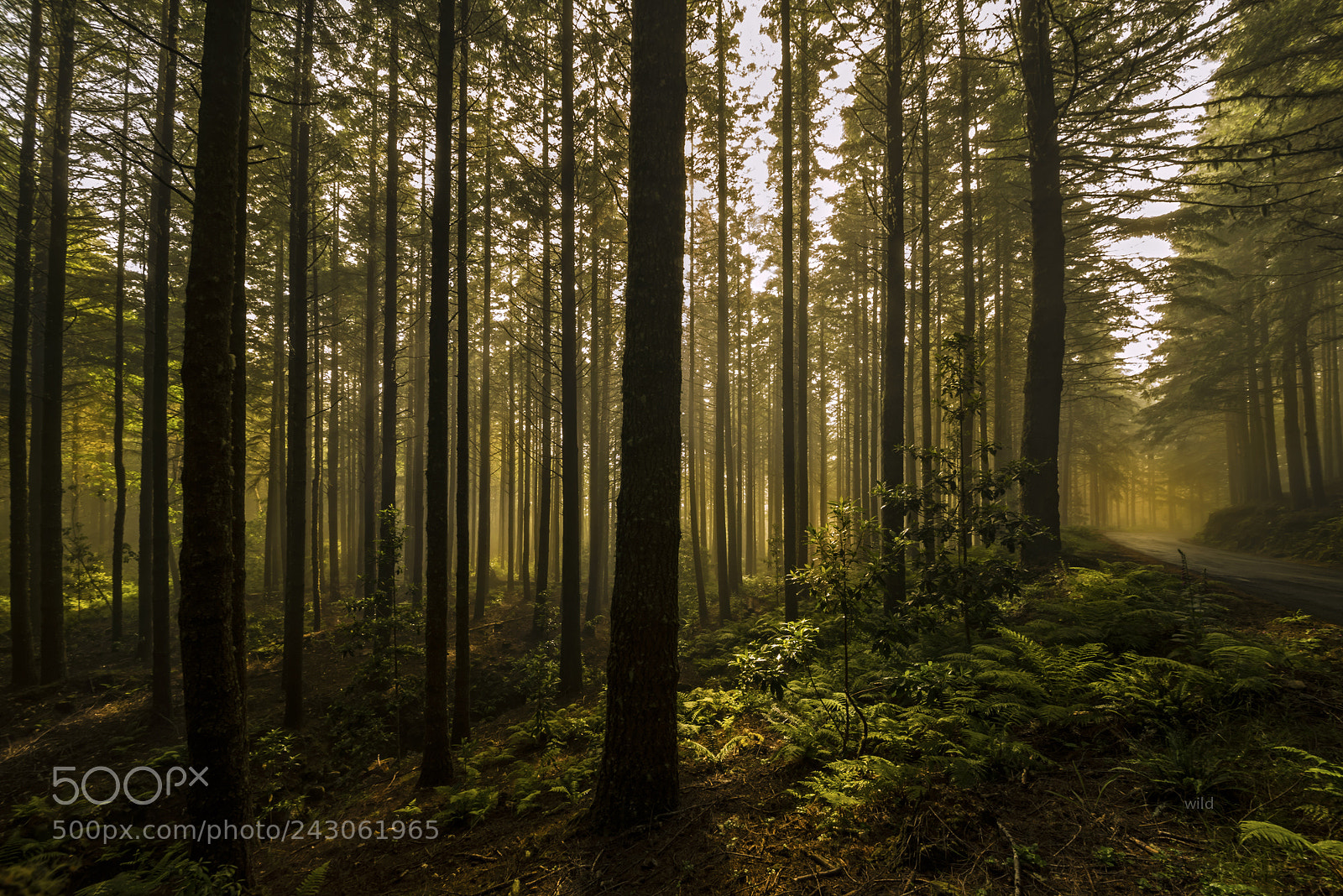 Nikon D610 sample photo. Between the fog photography