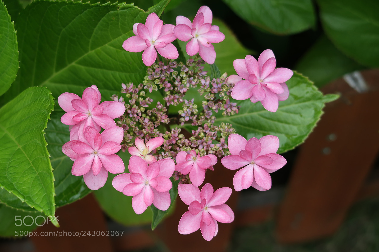 Canon PowerShot G7 X Mark II sample photo. Hydrangea photography