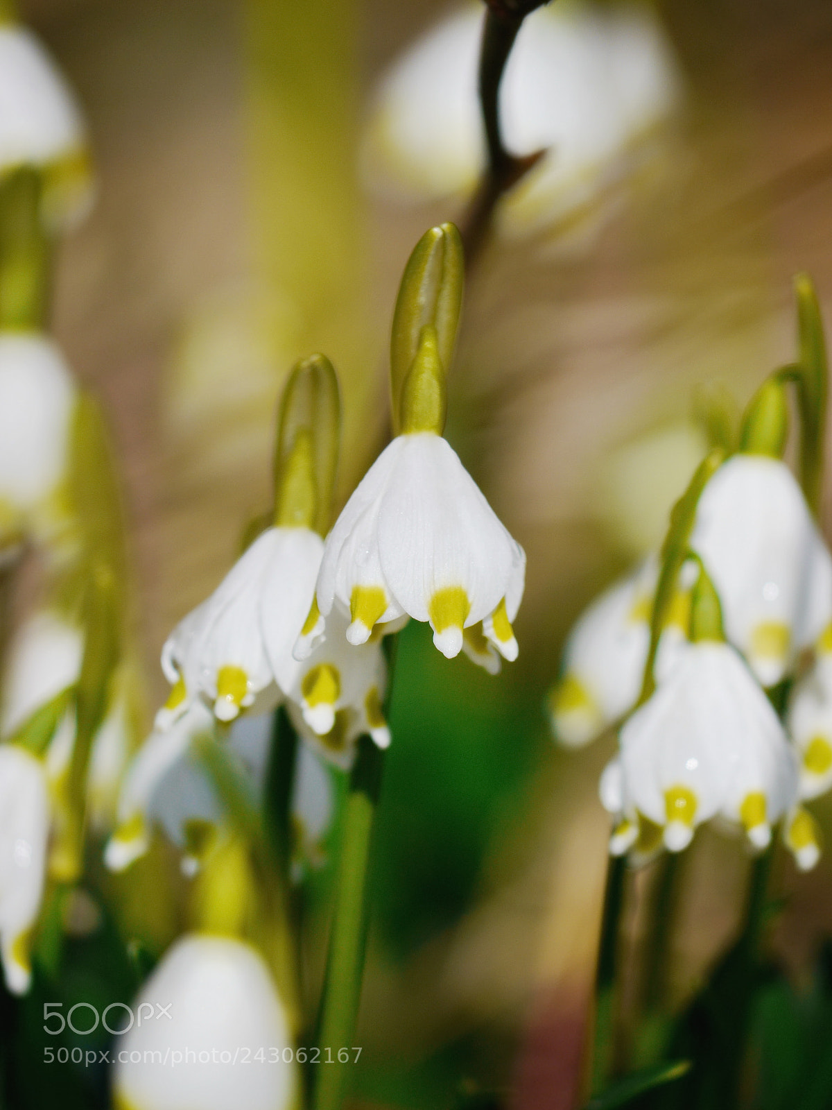 Panasonic Lumix DMC-GH2 sample photo. Snowdrops growing out snow photography