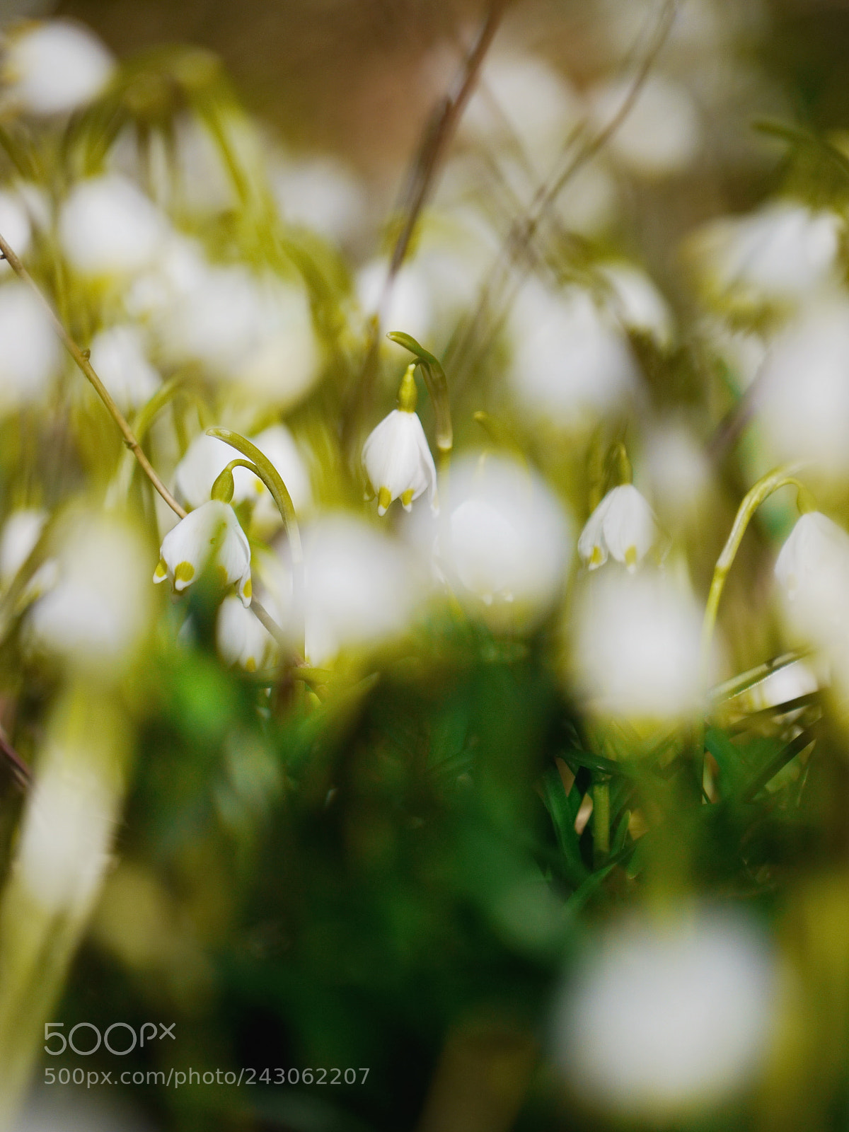 Panasonic Lumix DMC-GH2 sample photo. Snowdrops growing out snow photography
