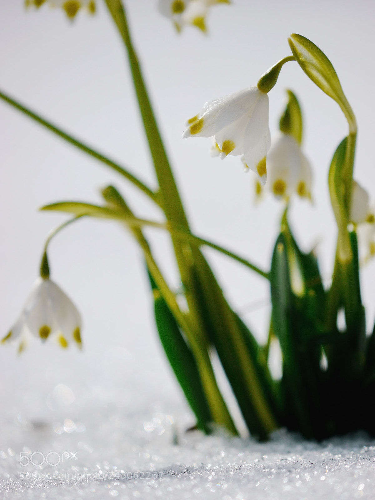 Panasonic Lumix DMC-GH2 sample photo. Snowdrops growing out snow photography