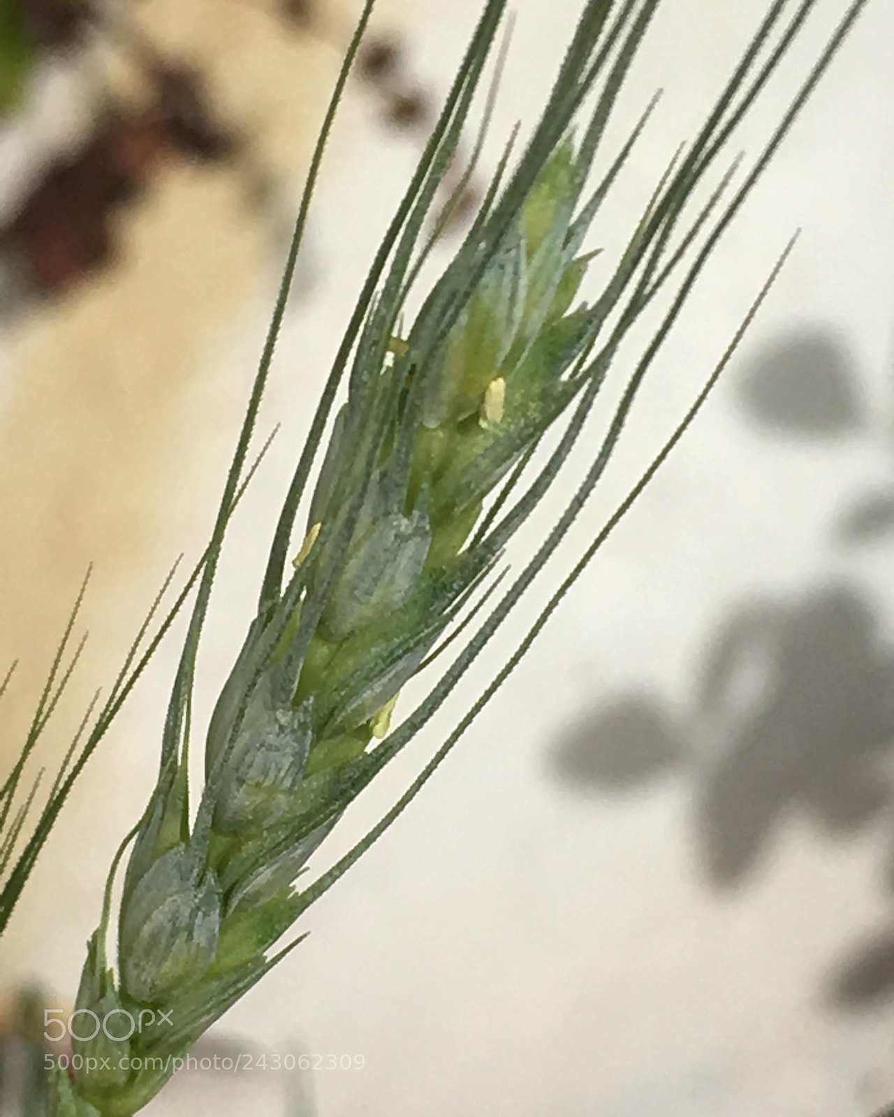 Apple iPhone SE sample photo. Wheat photography
