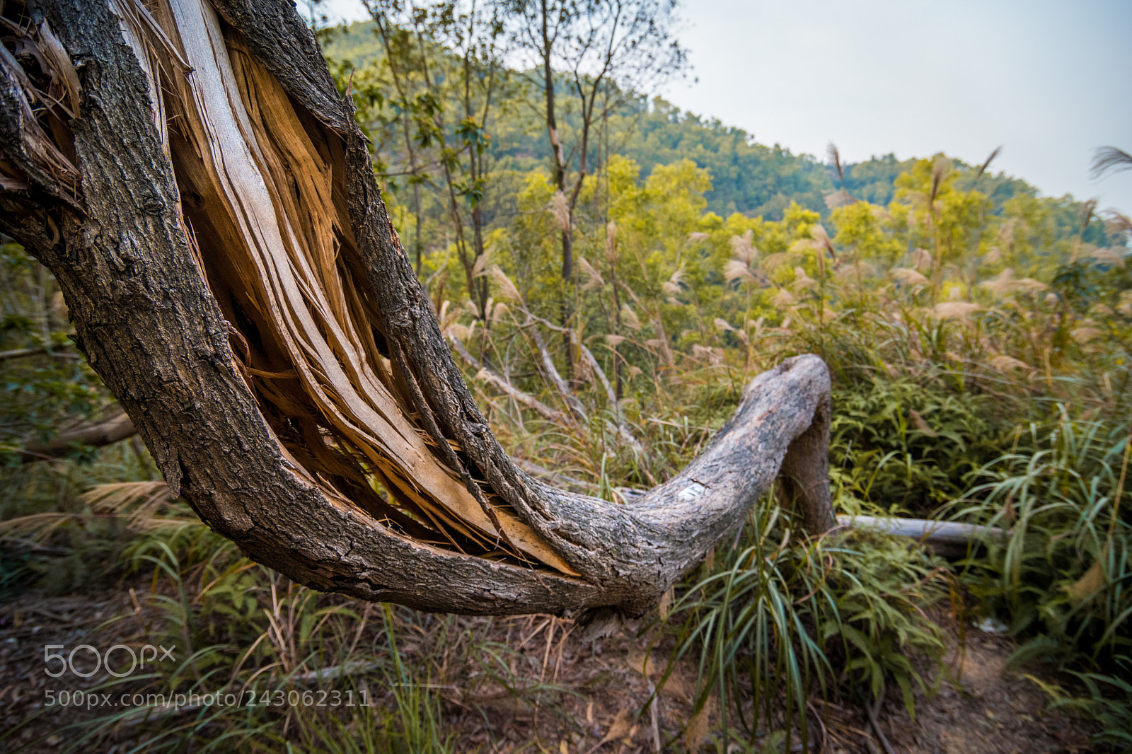 Nikon D5600 sample photo. Woods photography