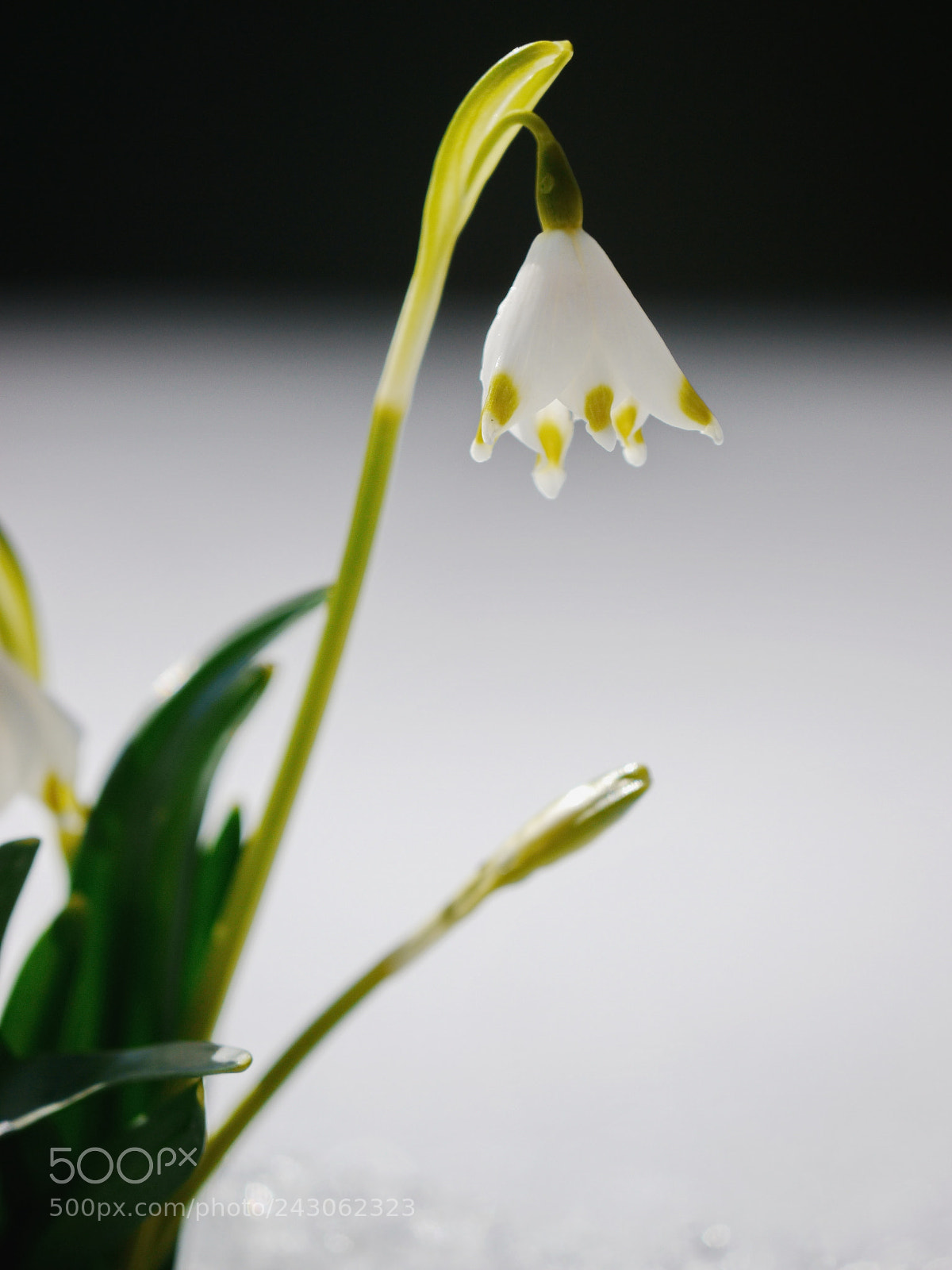 Panasonic Lumix DMC-GH2 sample photo. Snowdrops growing out snow photography