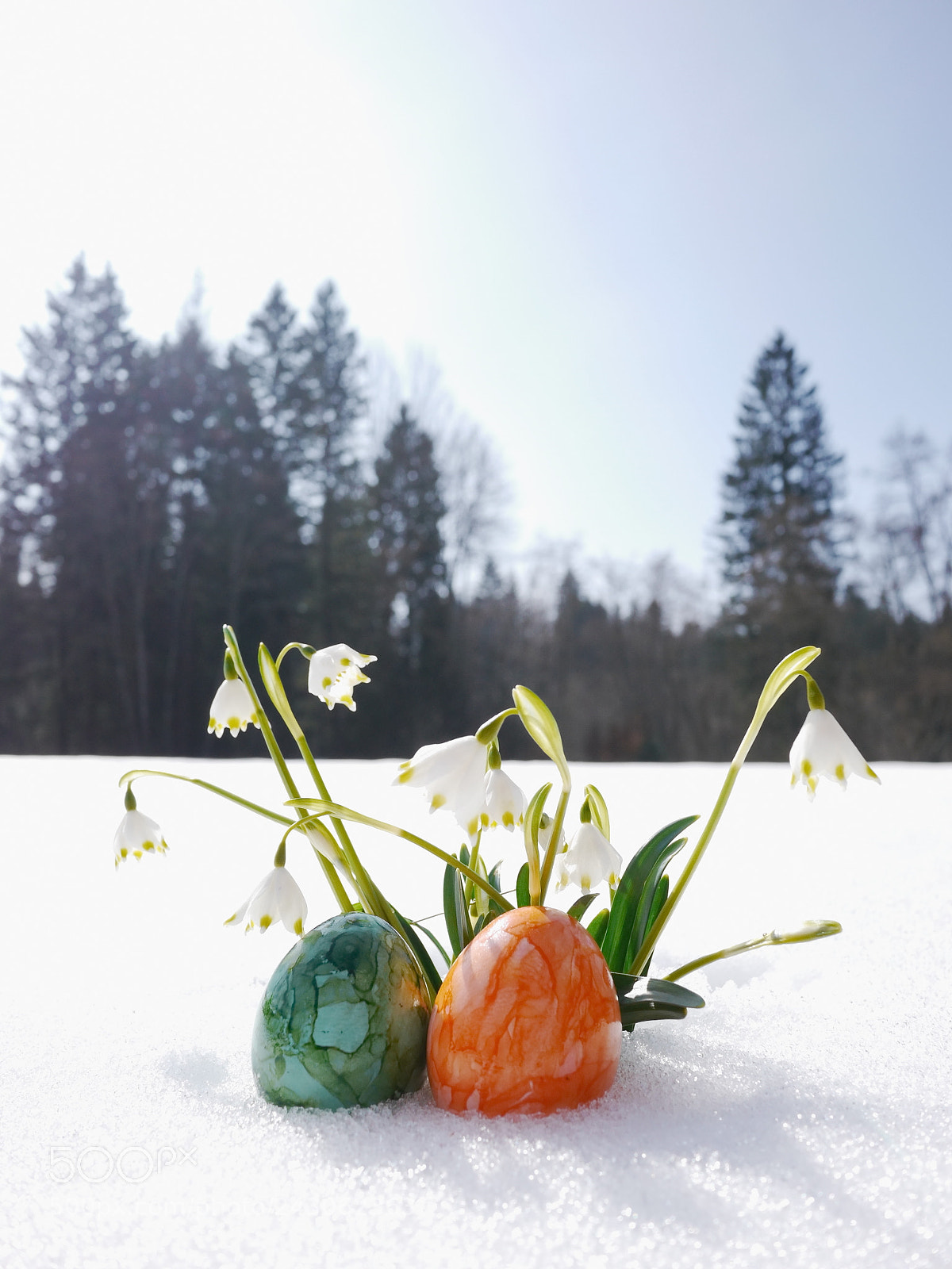 Panasonic Lumix DMC-GH2 sample photo. Snowdrops growing out snow photography