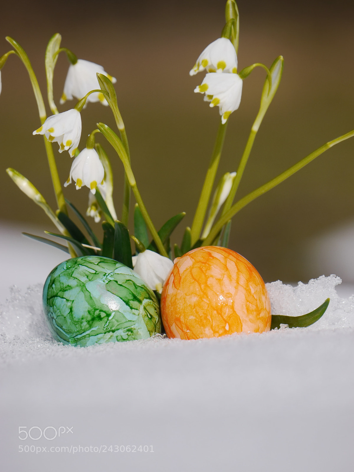 Panasonic Lumix DMC-GH2 sample photo. Snowdrops growing out snow photography