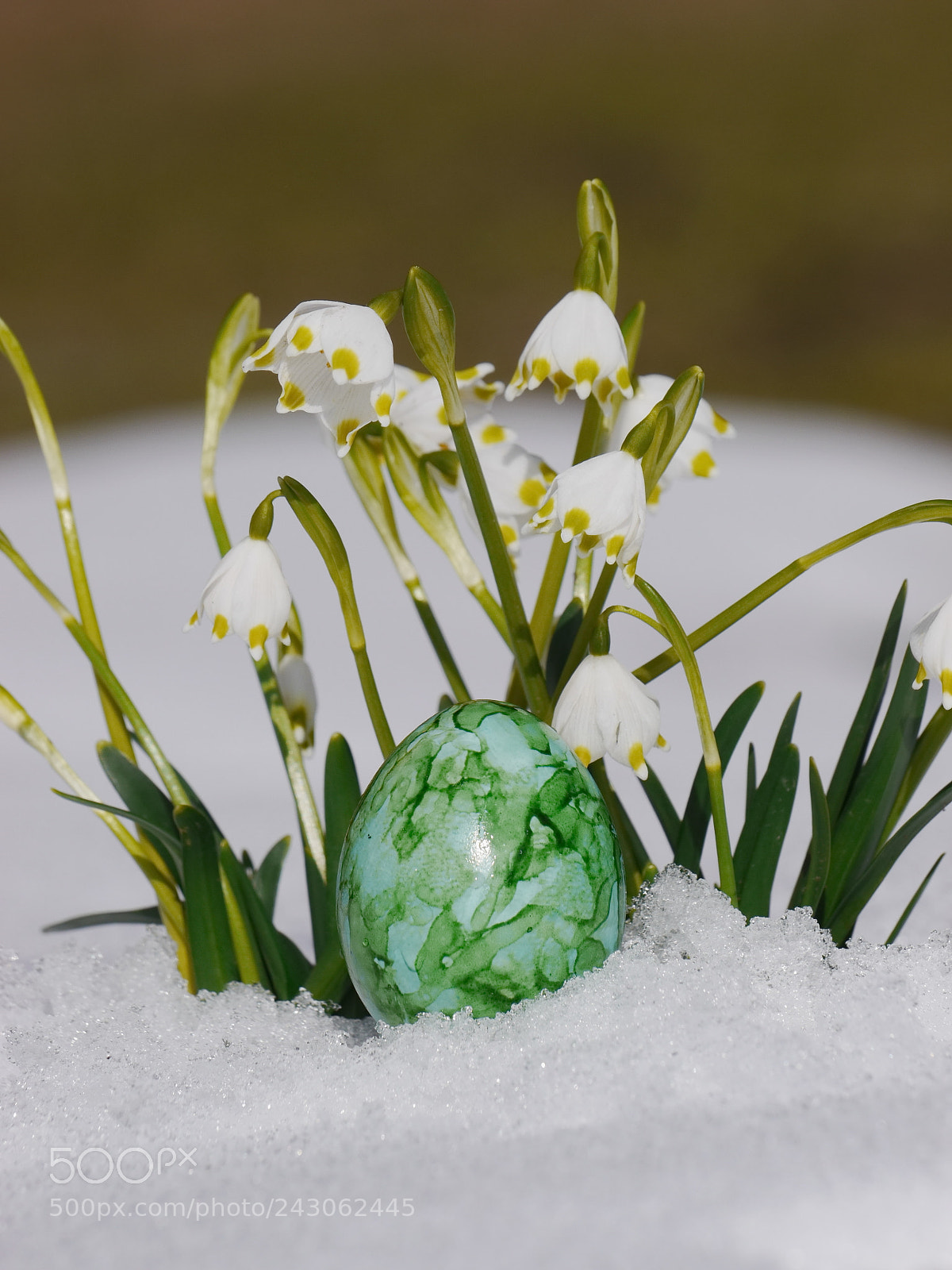 Panasonic Lumix DMC-GH2 sample photo. Snowdrops growing out snow photography
