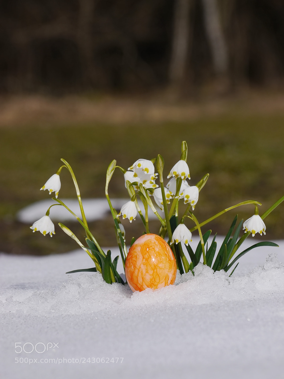 Panasonic Lumix DMC-GH2 sample photo. Snowdrops growing out snow photography