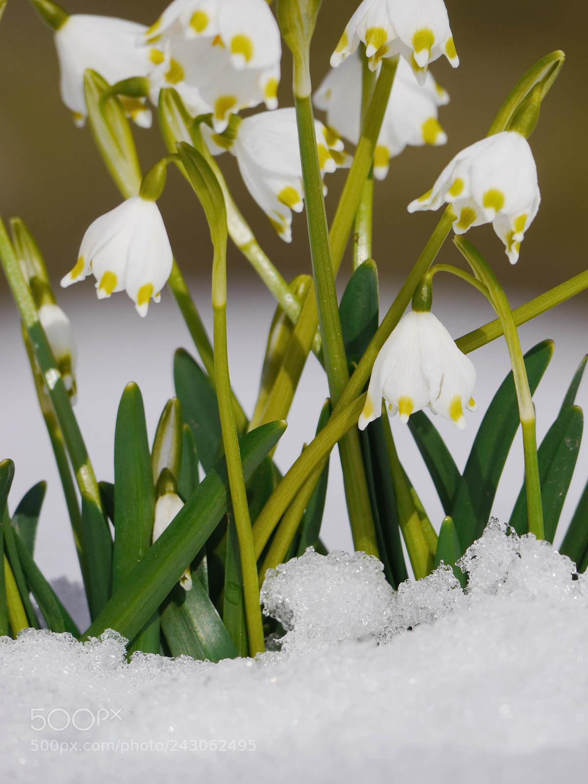 Panasonic Lumix DMC-GH2 sample photo. Snowdrops growing out snow photography