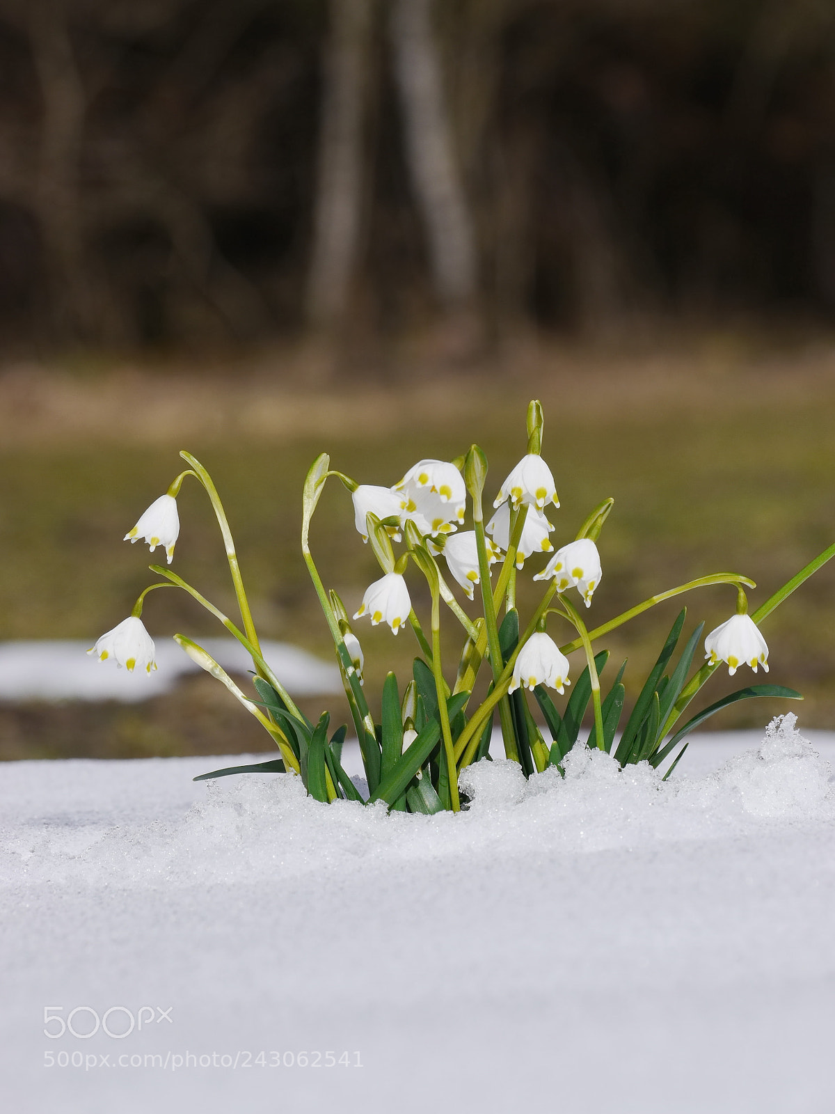 Panasonic Lumix DMC-GH2 sample photo. Snowdrops growing out snow photography