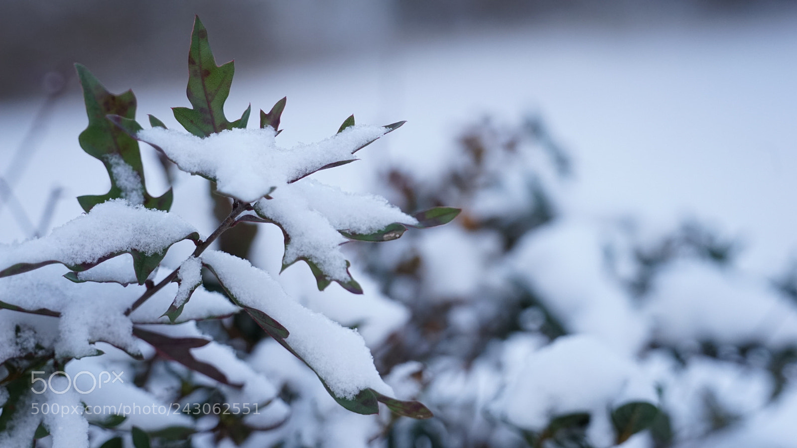 Sony a7 sample photo. Leaves in the snow... photography