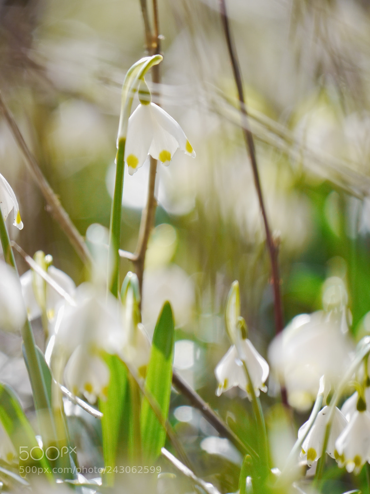 Panasonic Lumix DMC-GH2 sample photo. Snowdrops growing out snow photography