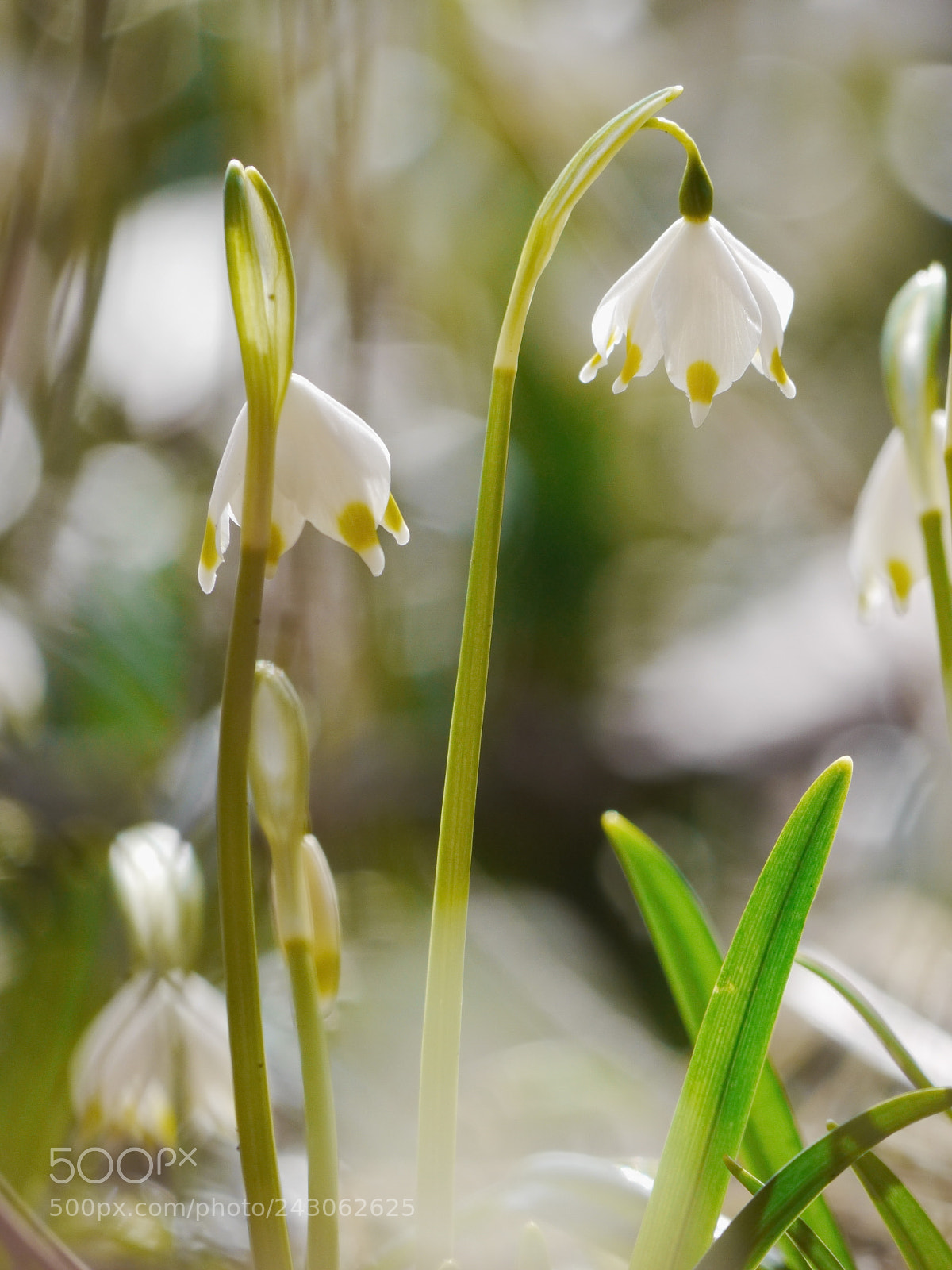 Panasonic Lumix DMC-GH2 sample photo. Snowdrops growing out snow photography