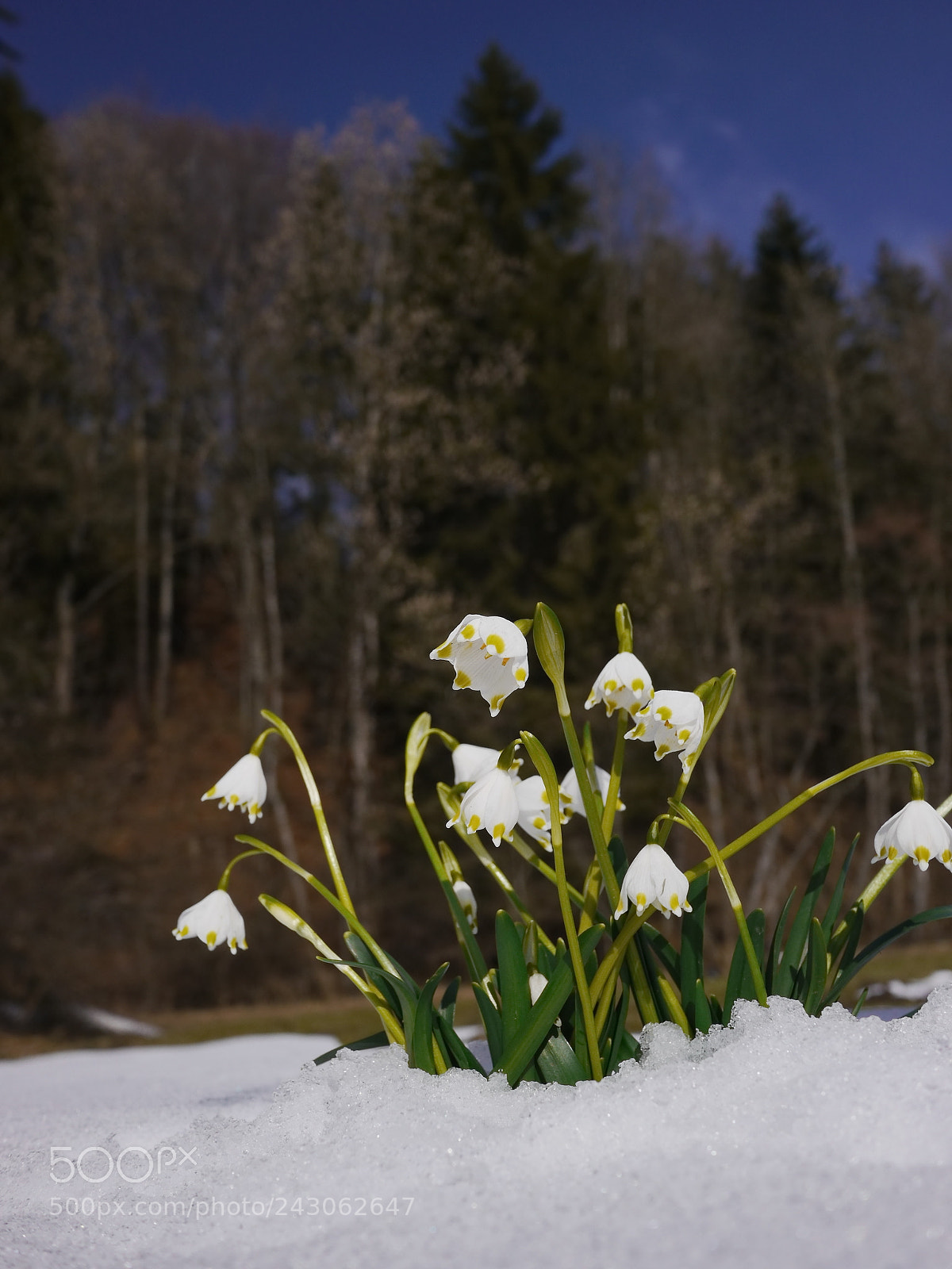 Panasonic Lumix DMC-GH2 sample photo. Snowdrops growing out snow photography