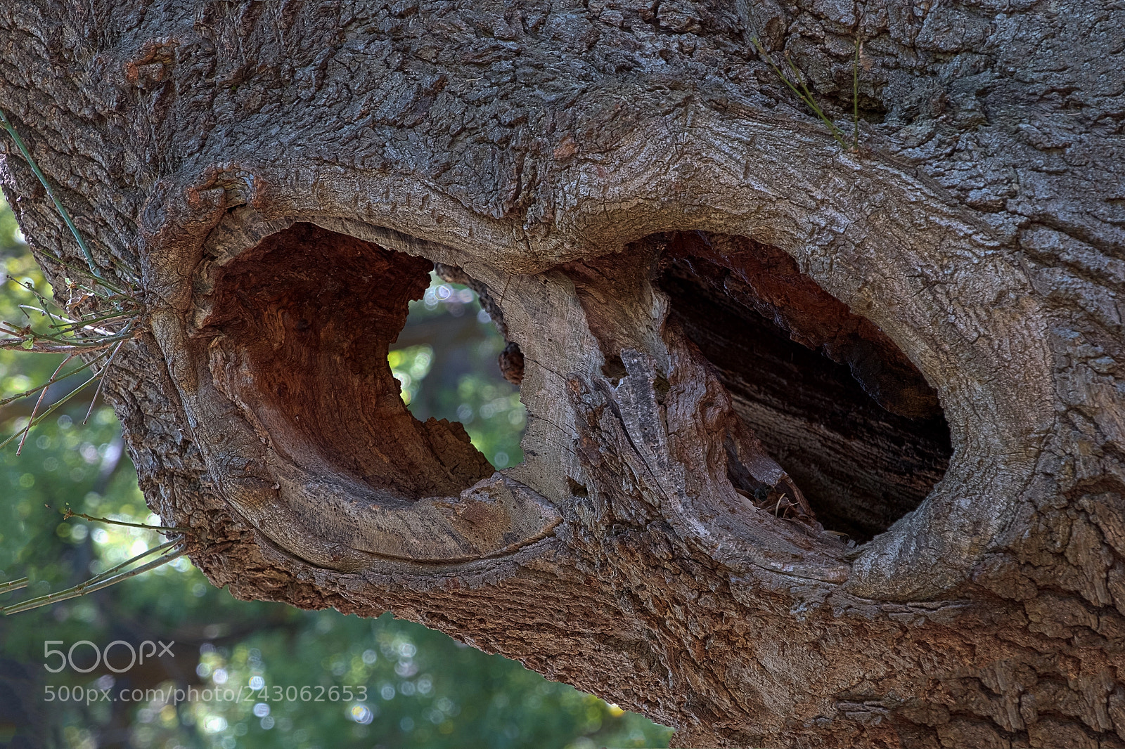 Fujifilm X-T2 sample photo. Eyes to the soul photography