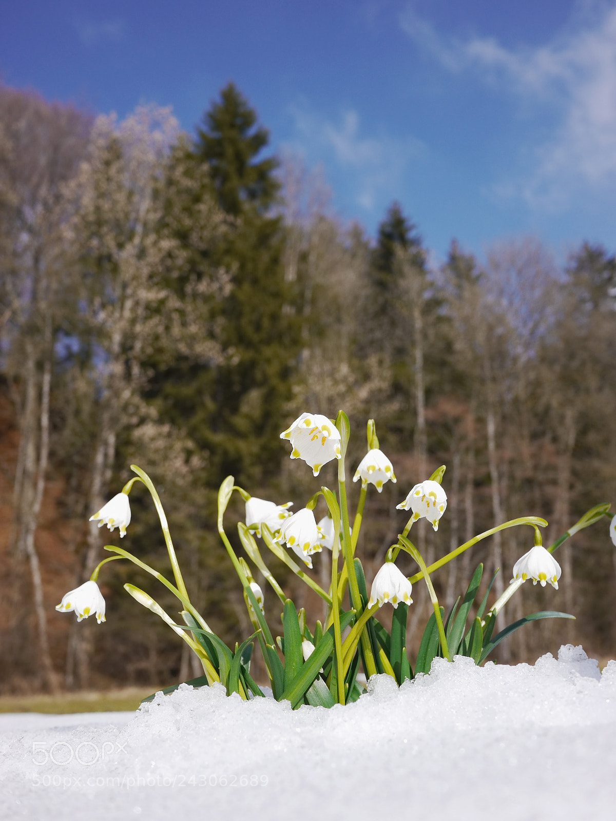 Panasonic Lumix DMC-GH2 sample photo. Snowdrops growing out snow photography