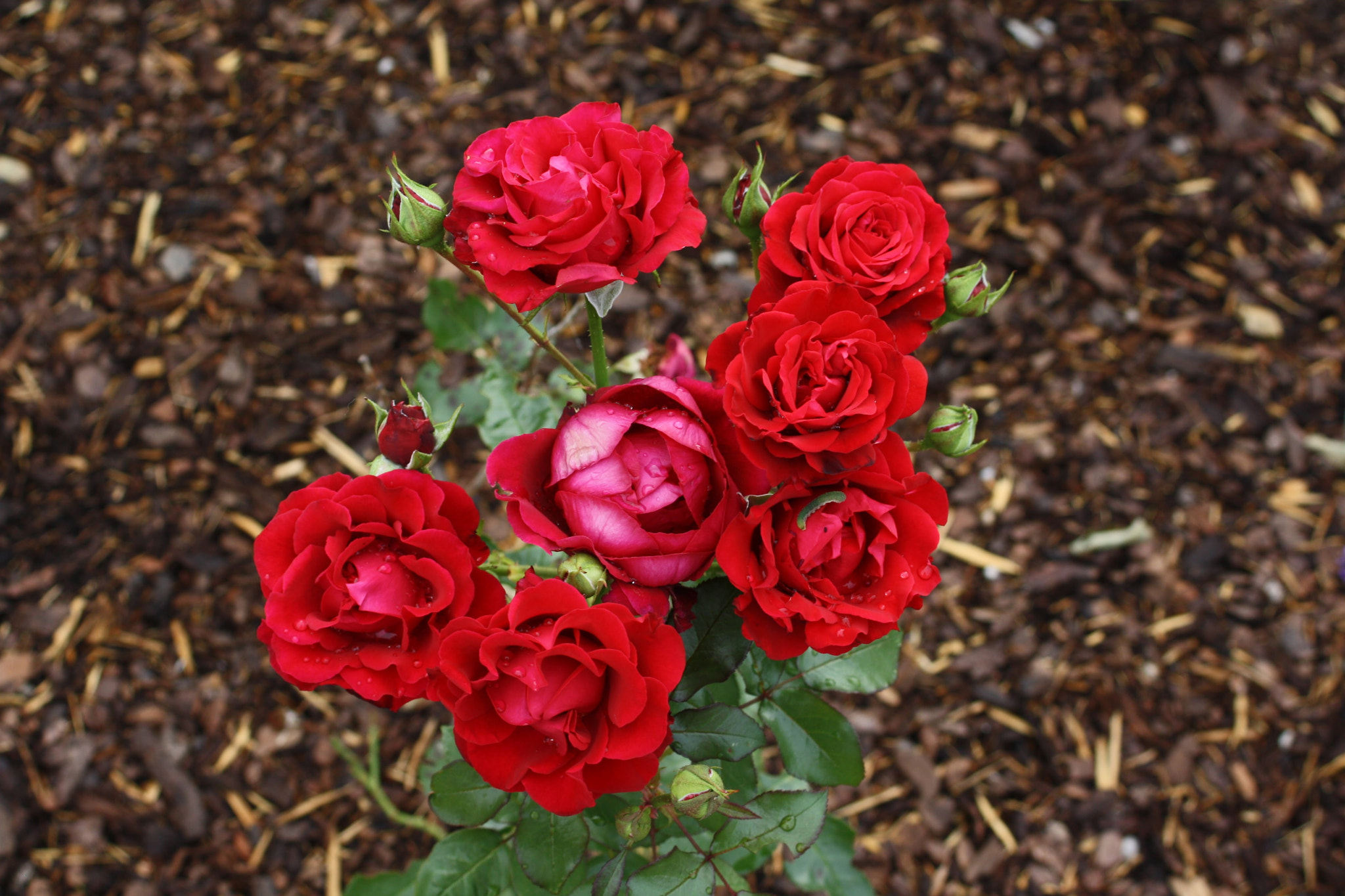 Canon EF 35-80mm f/4-5.6 sample photo. Red photography