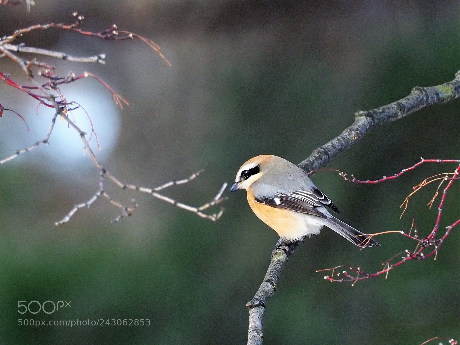 Olympus OM-D E-M1 Mark II sample photo. Shrike photography