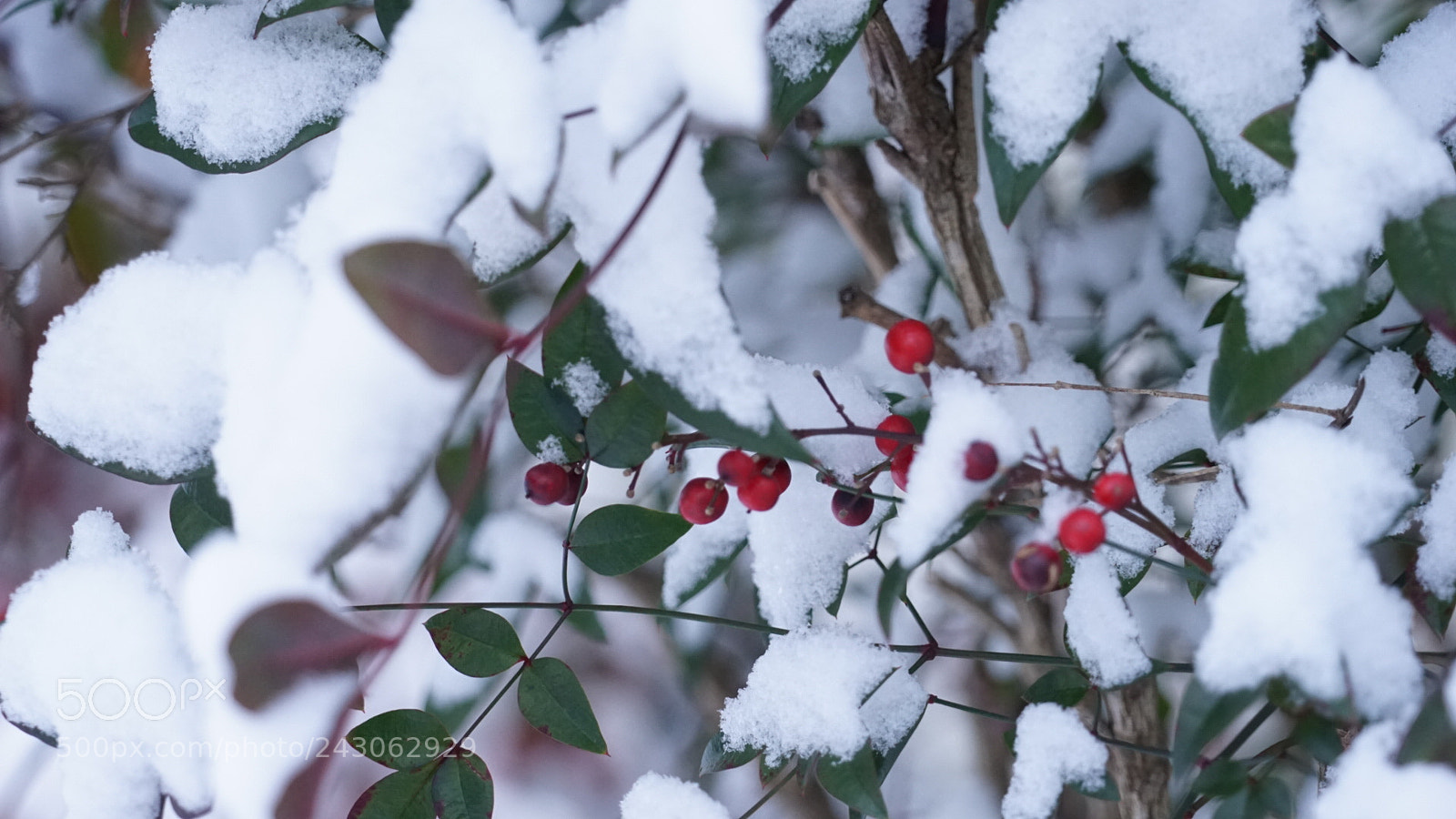 Sony a7 sample photo. Holly berries photography