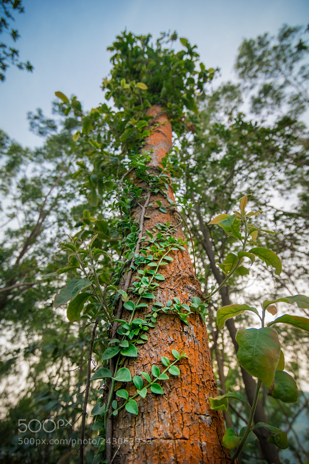 Nikon D5600 sample photo. Tree trunk photography
