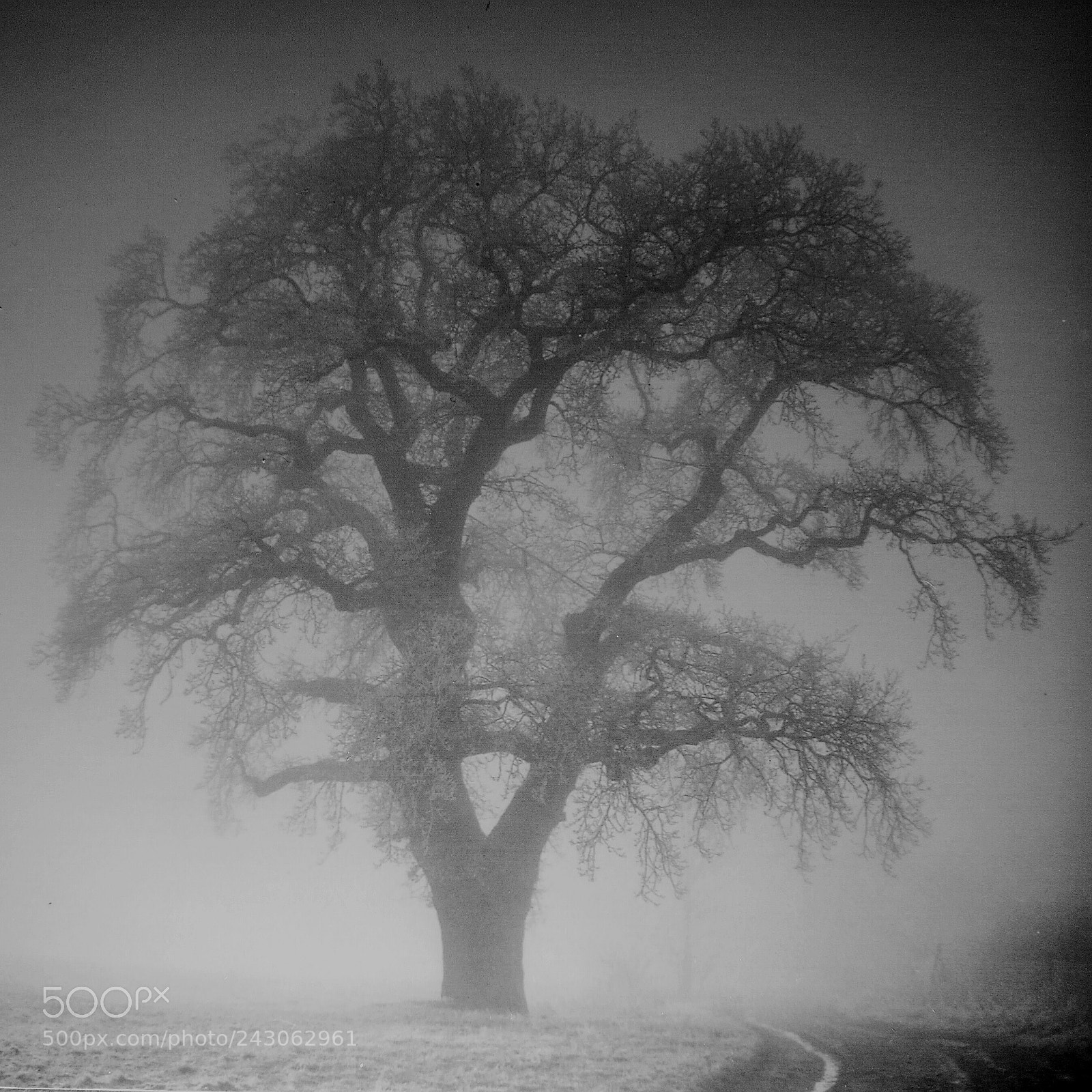HUAWEI P9 sample photo. Old tree photography