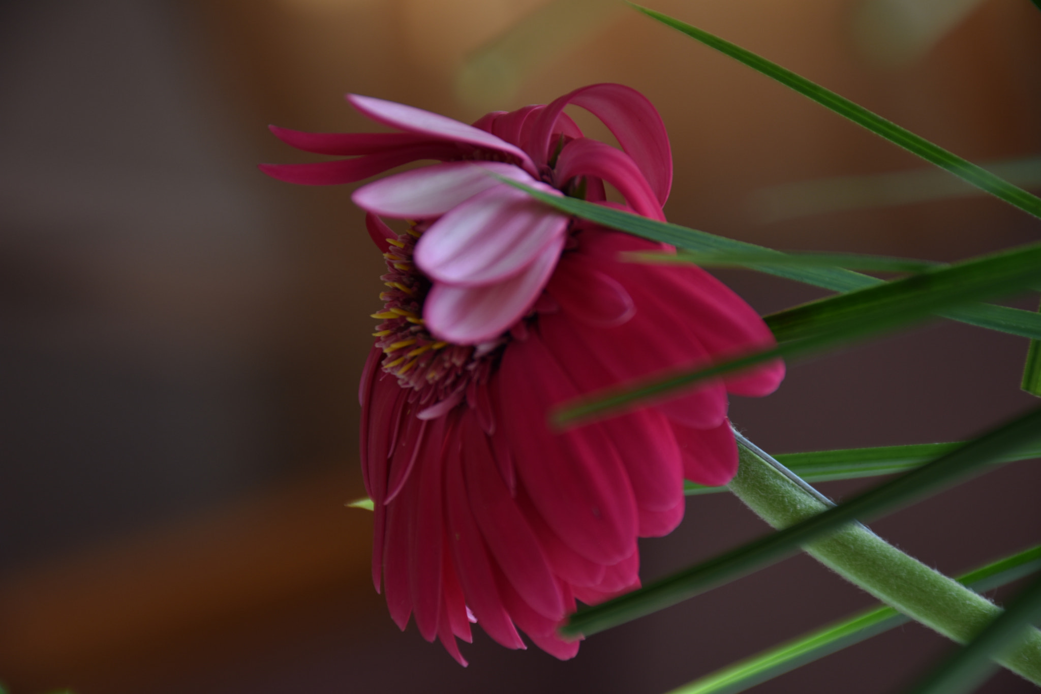 Nikon D3400 sample photo. Pink flower ... photography