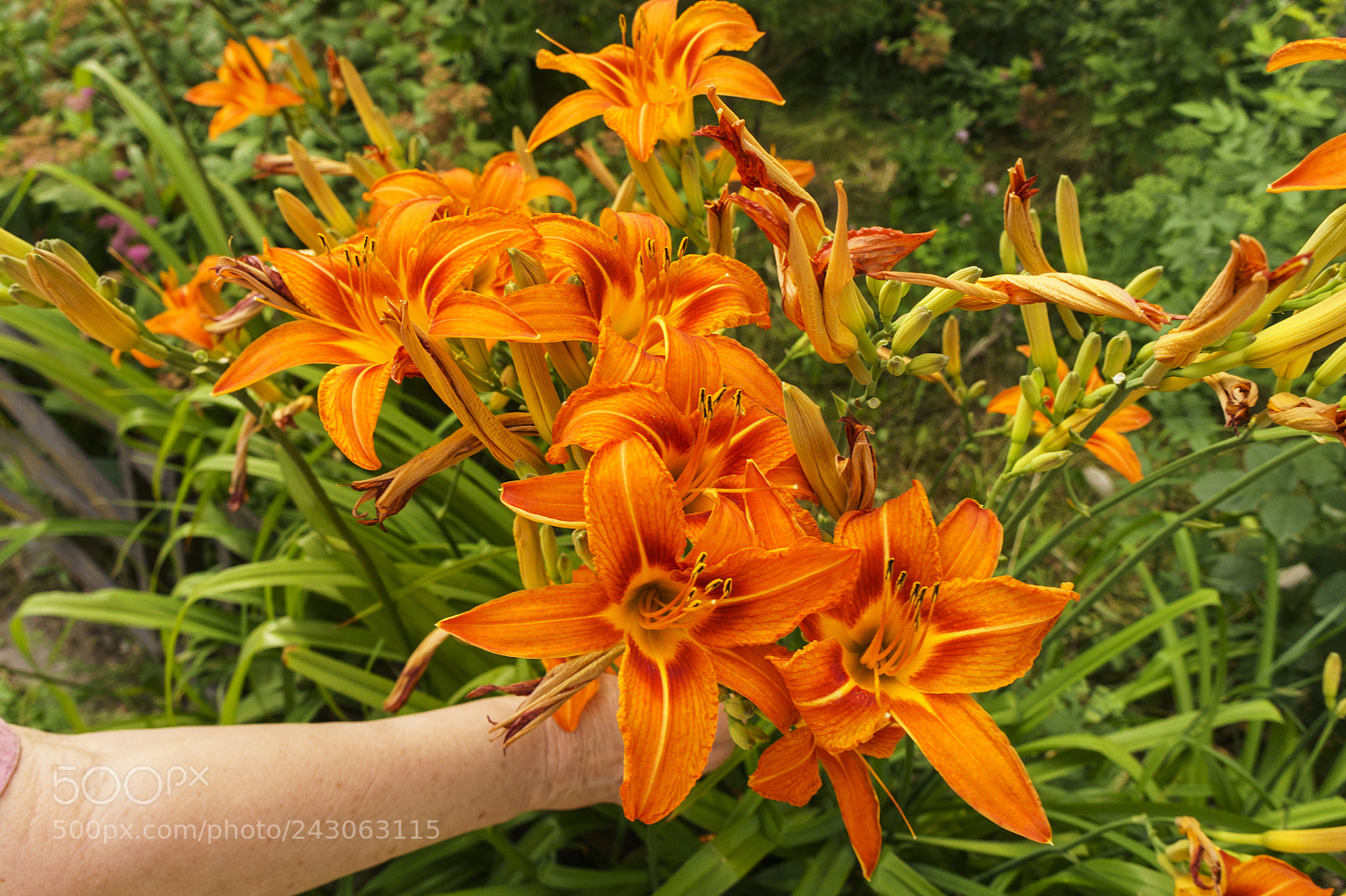 Sony Alpha NEX-5 sample photo. Bushes of lilies. photography